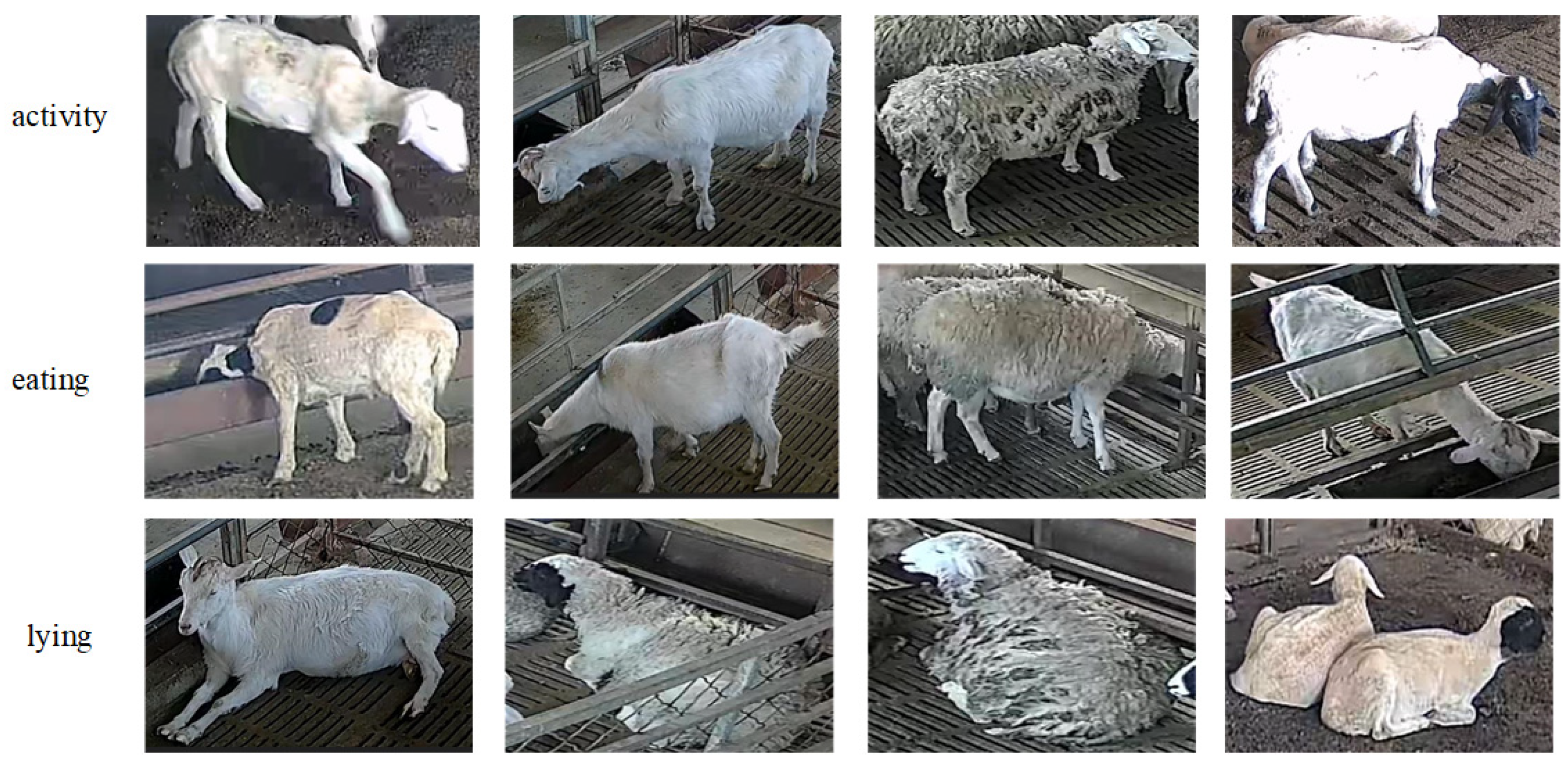 Animals 15 00893 g001