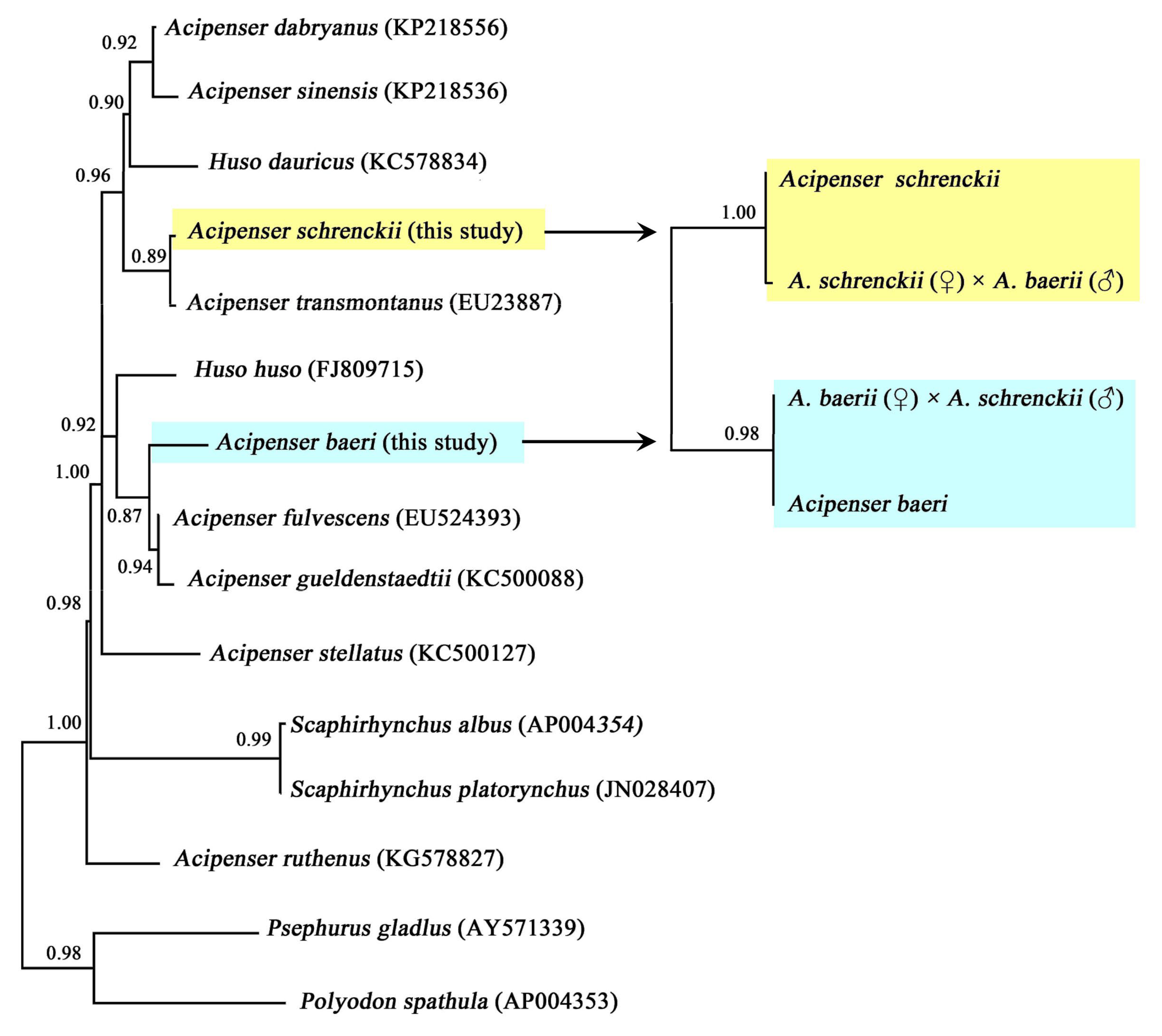Animals 15 00907 g001