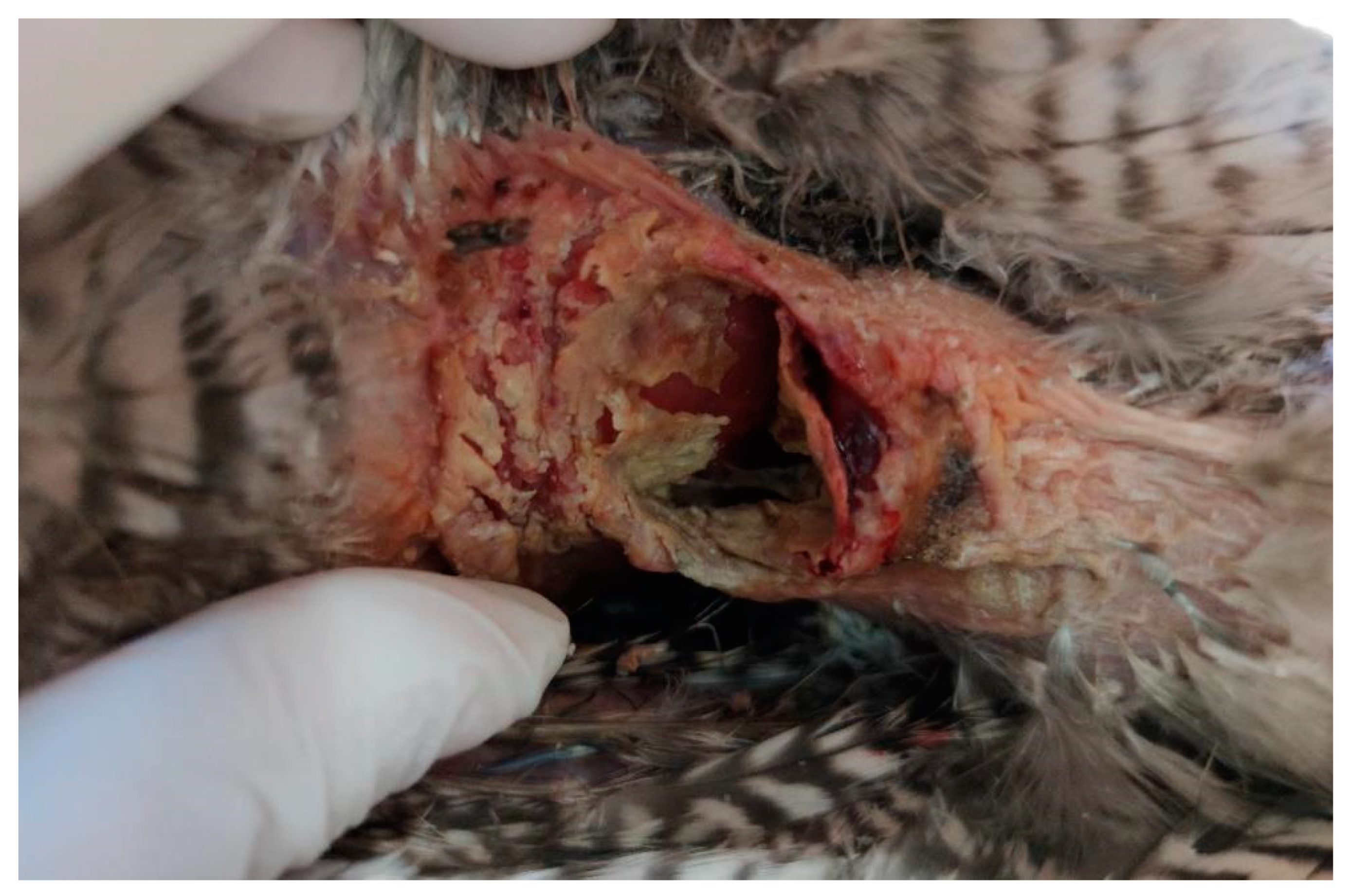 Animals 15 00919 g001