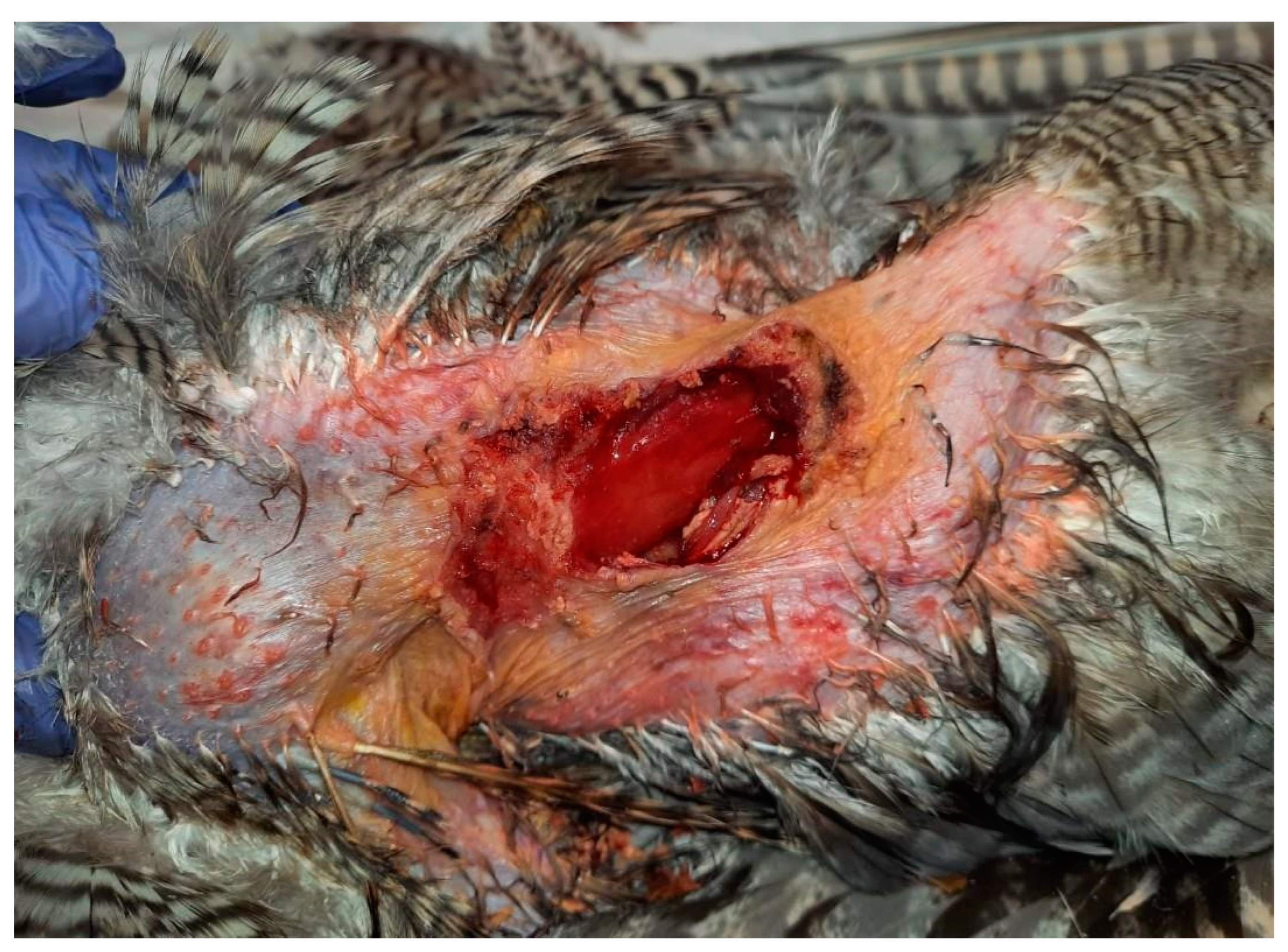 Animals 15 00919 g002