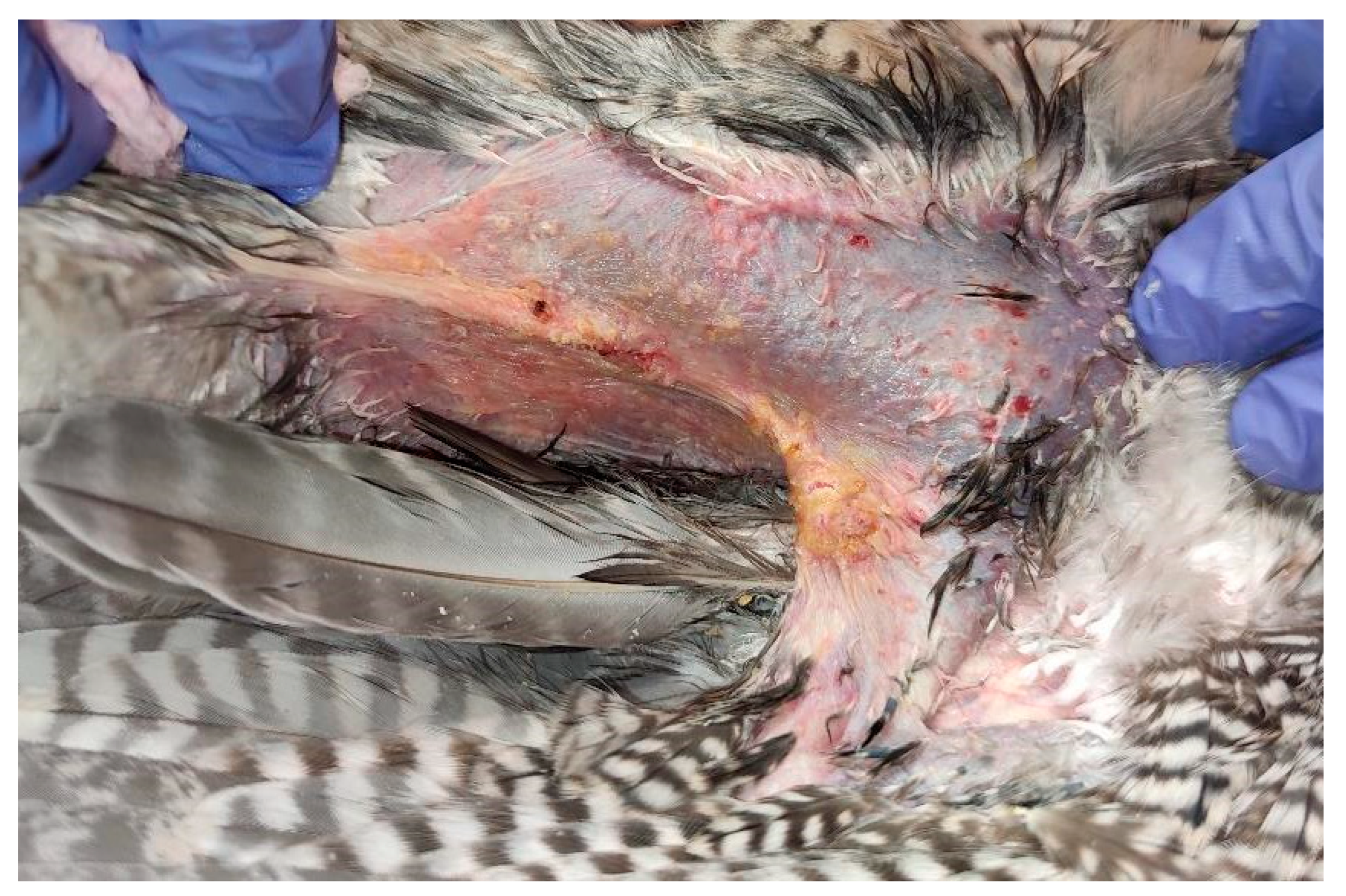 Animals 15 00919 g004