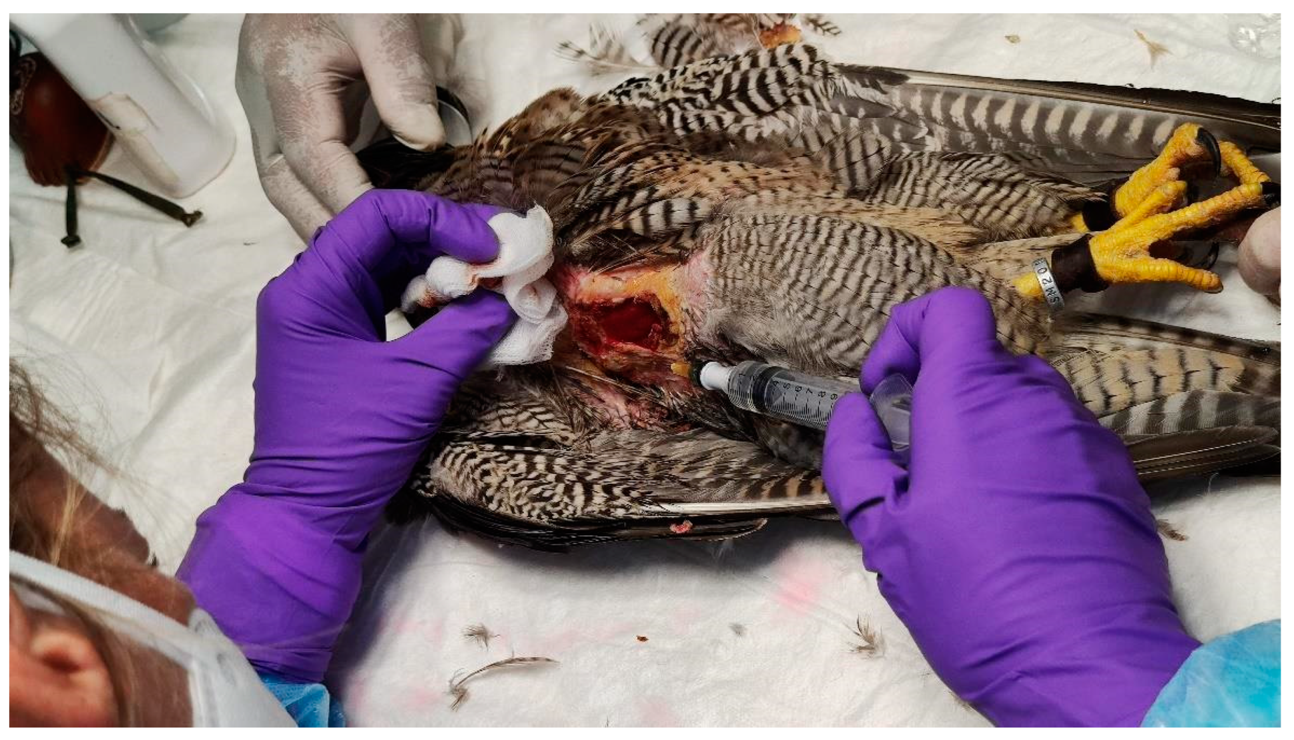 Animals 15 00919 g006