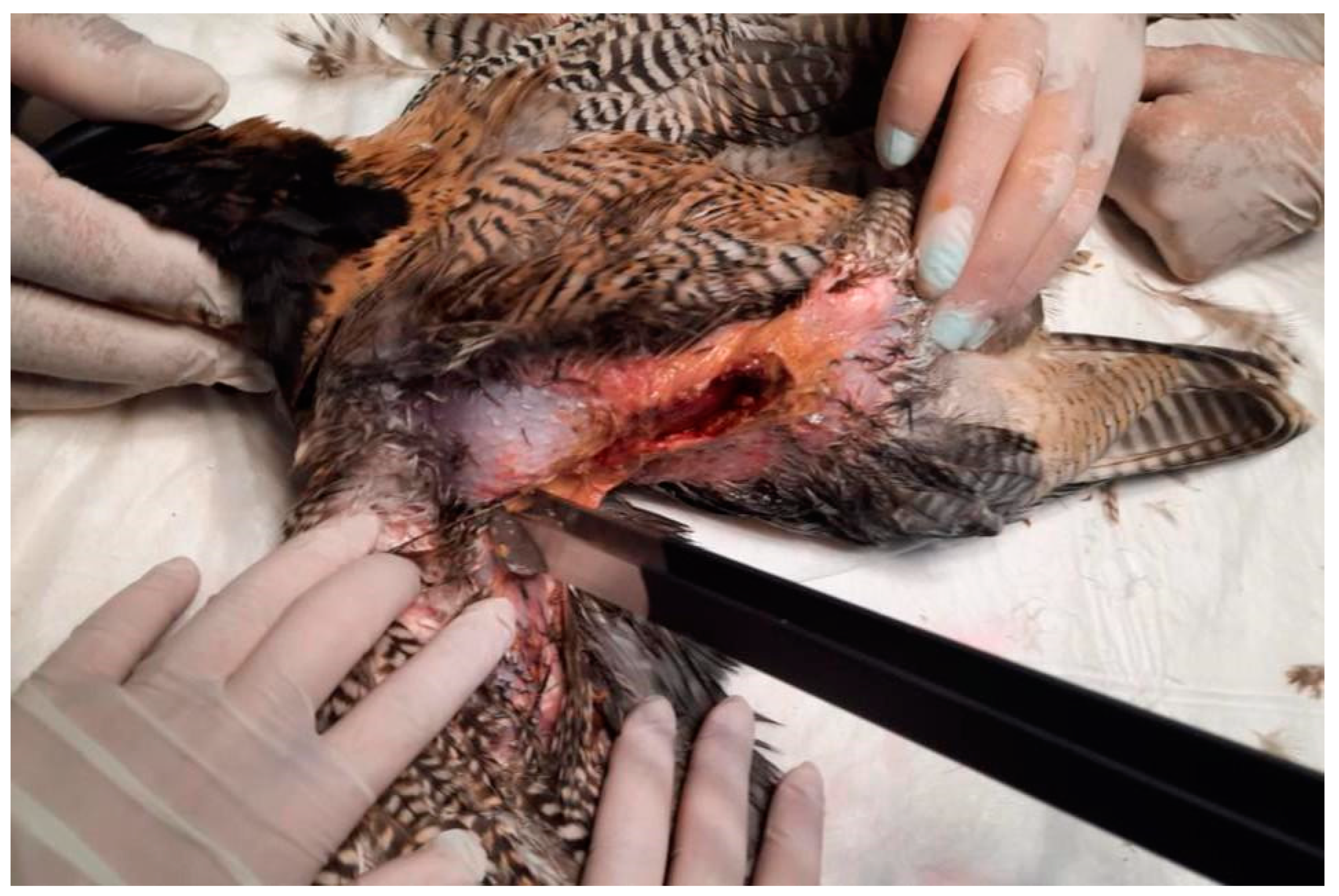 Animals 15 00919 g007