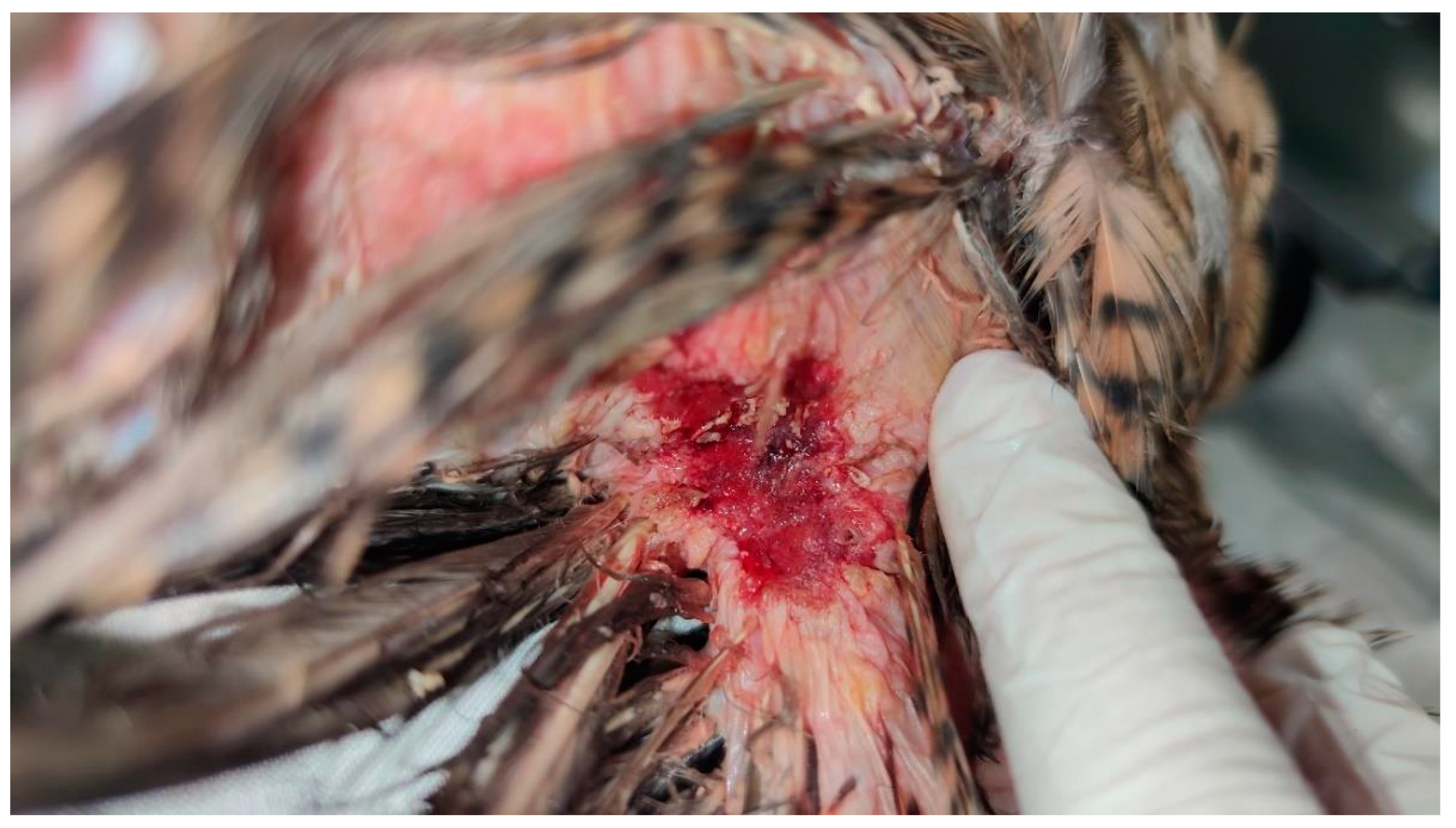 Animals 15 00919 g009