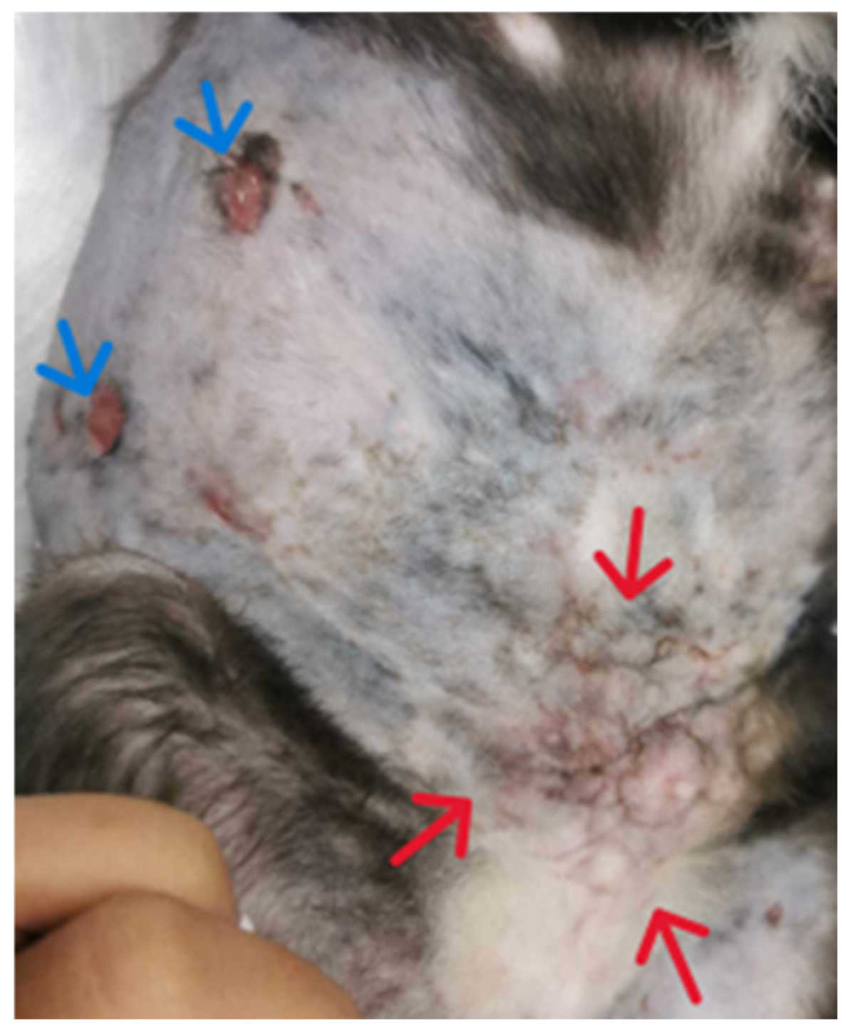 Animals 15 00925 g003