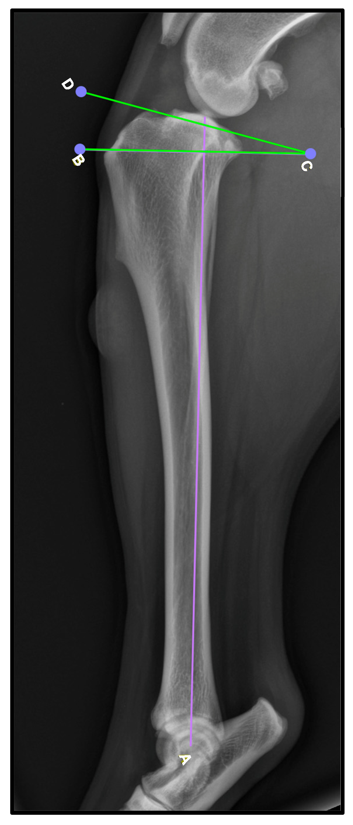 Animals 15 01052 g001