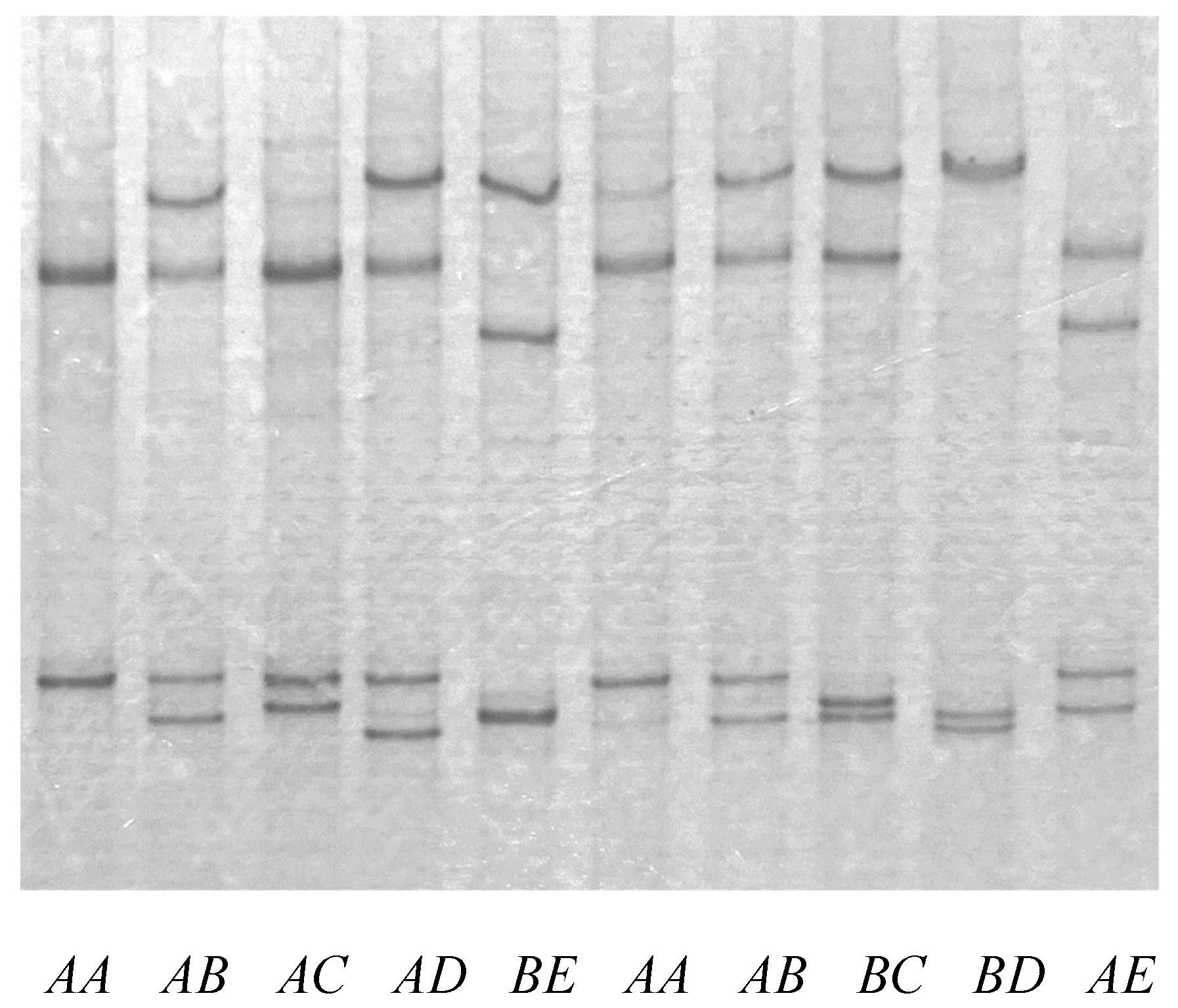 Animals 15 01069 g001