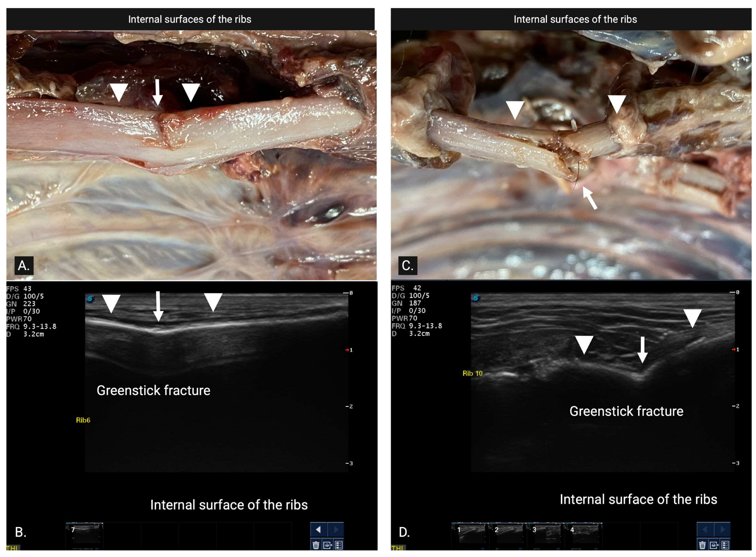 Animals 15 01087 g003