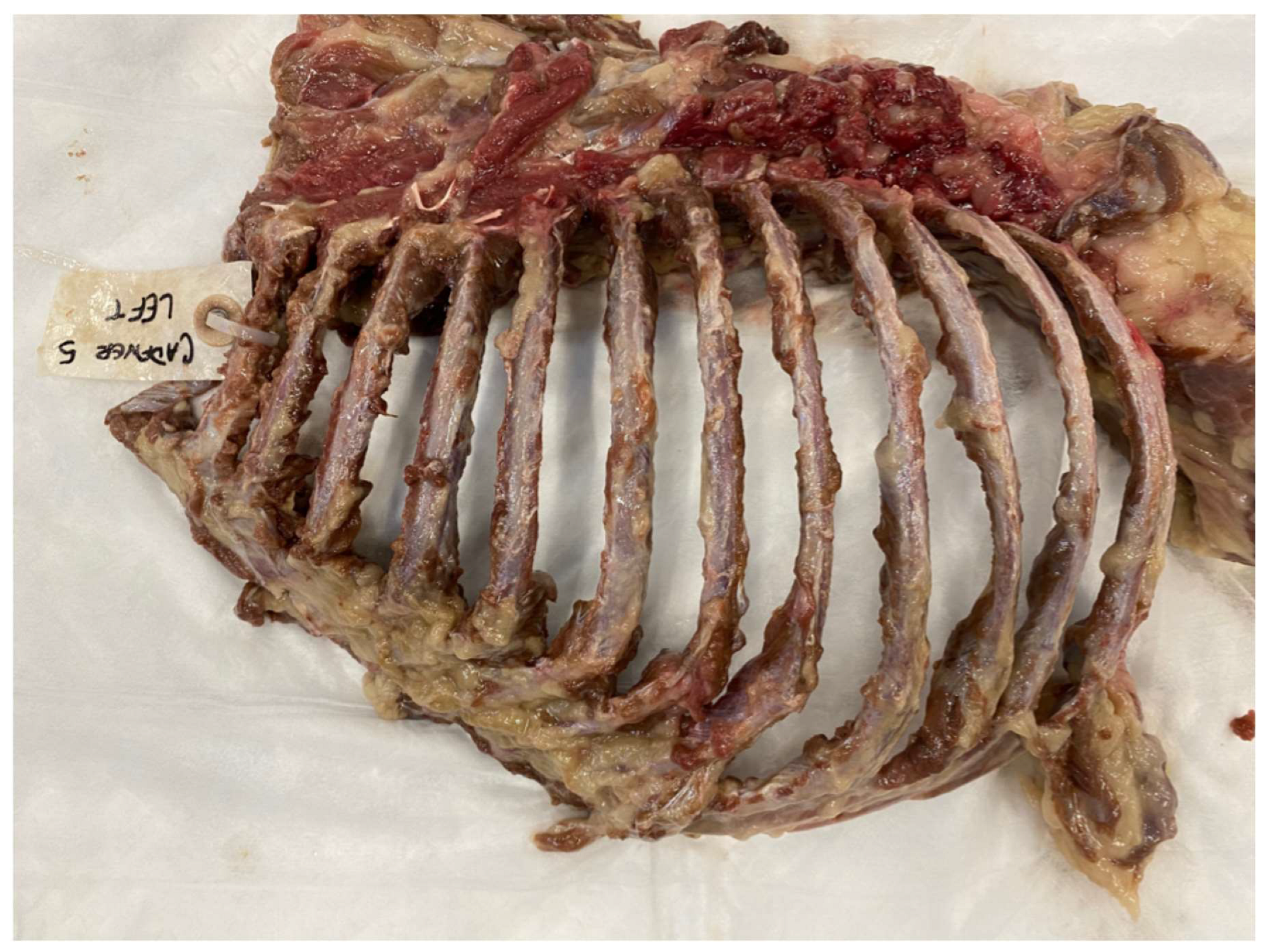 Animals 15 01087 g005