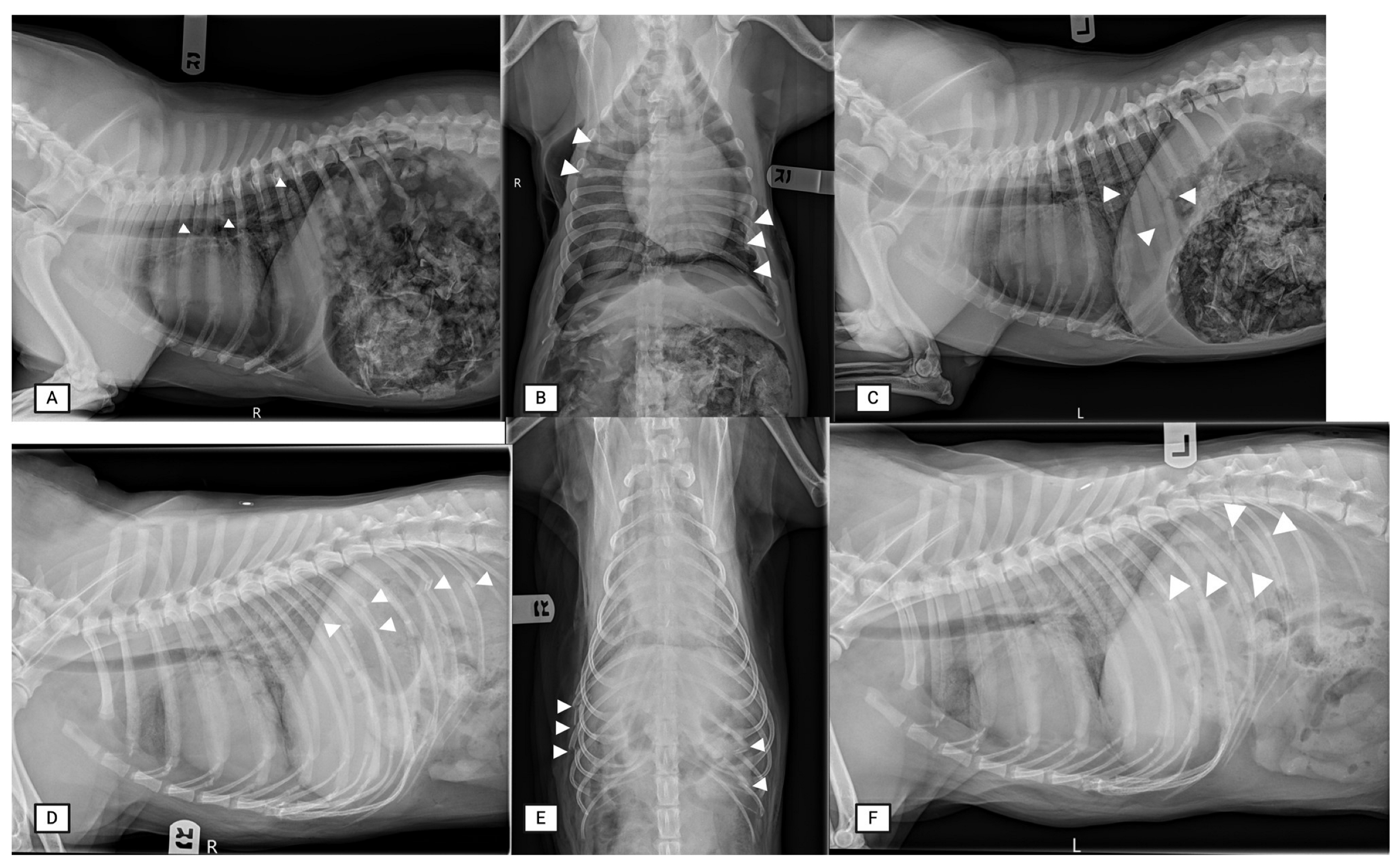 Animals 15 01087 g006