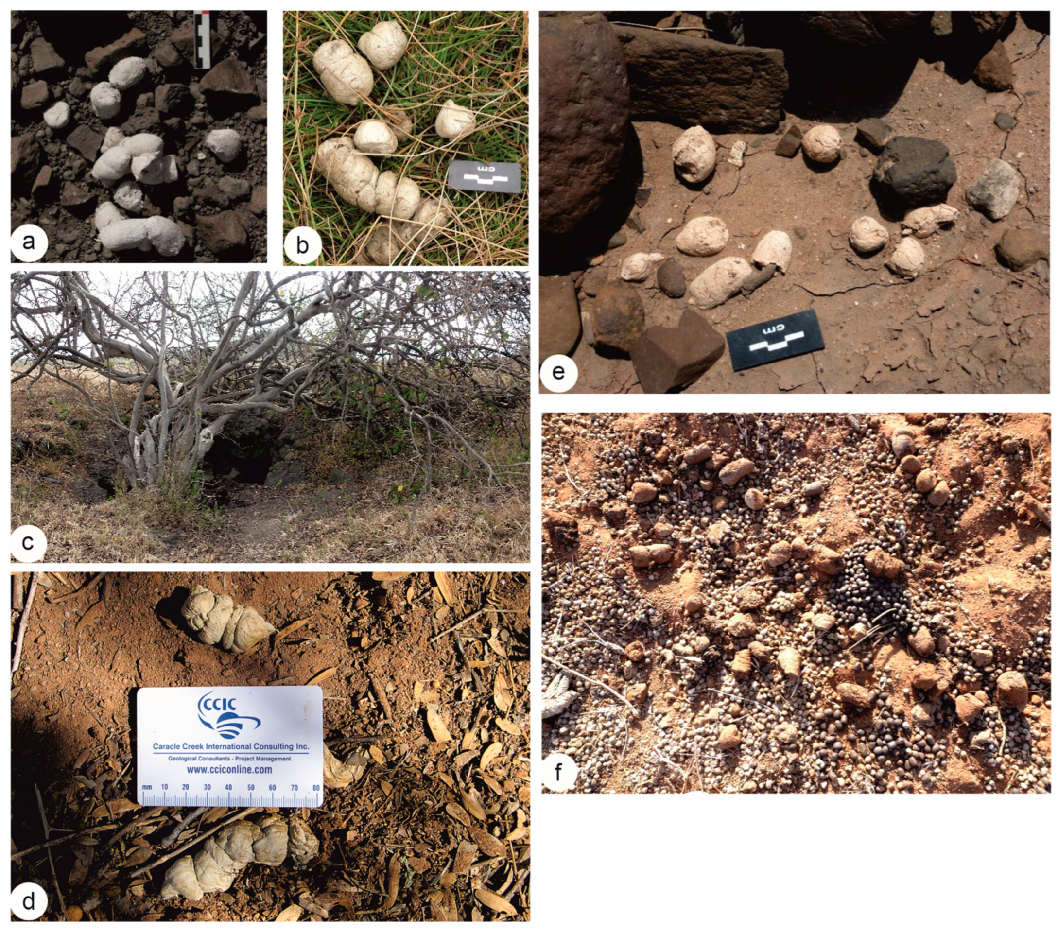 Animals 15 01145 g001