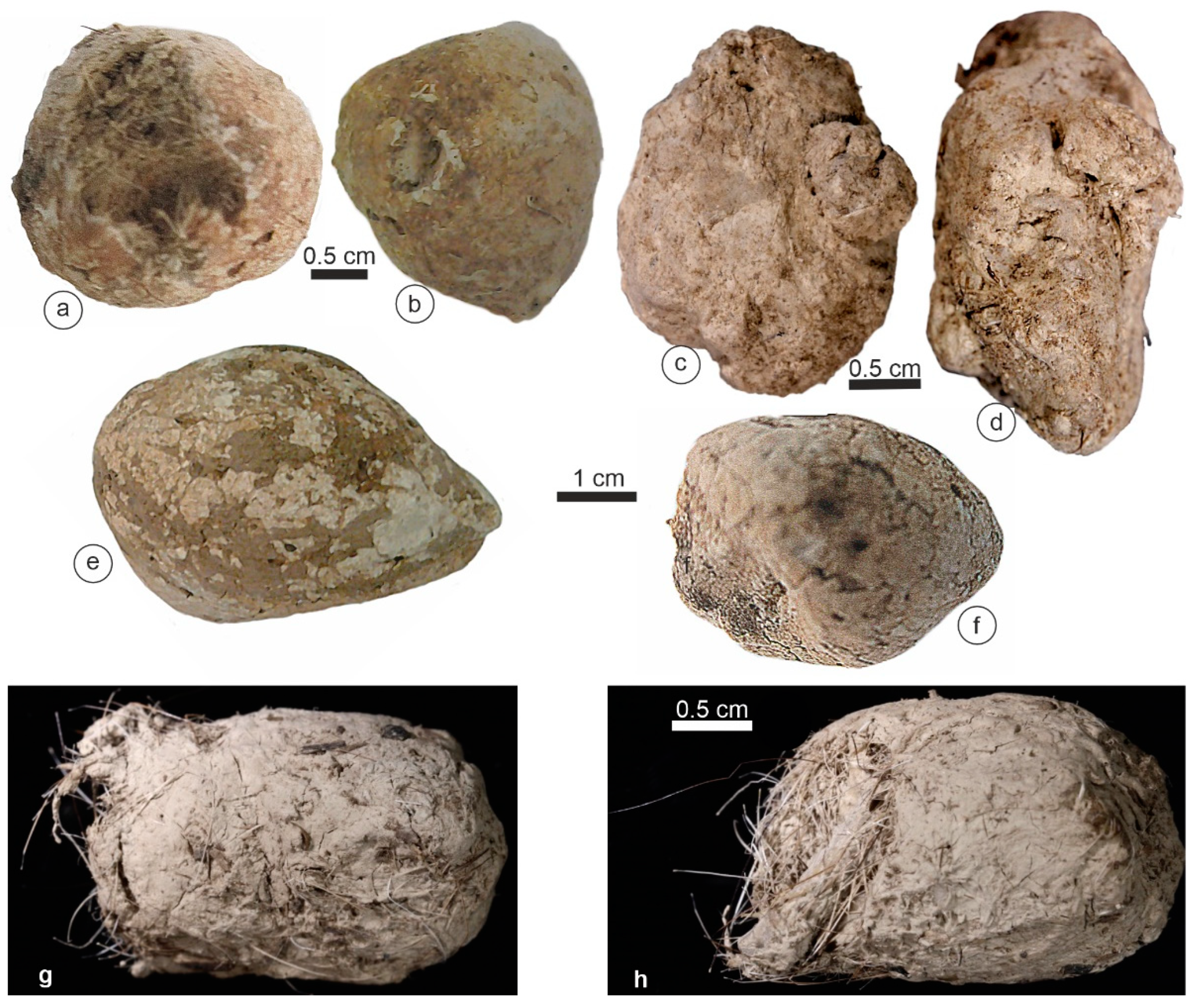 Animals 15 01145 g003