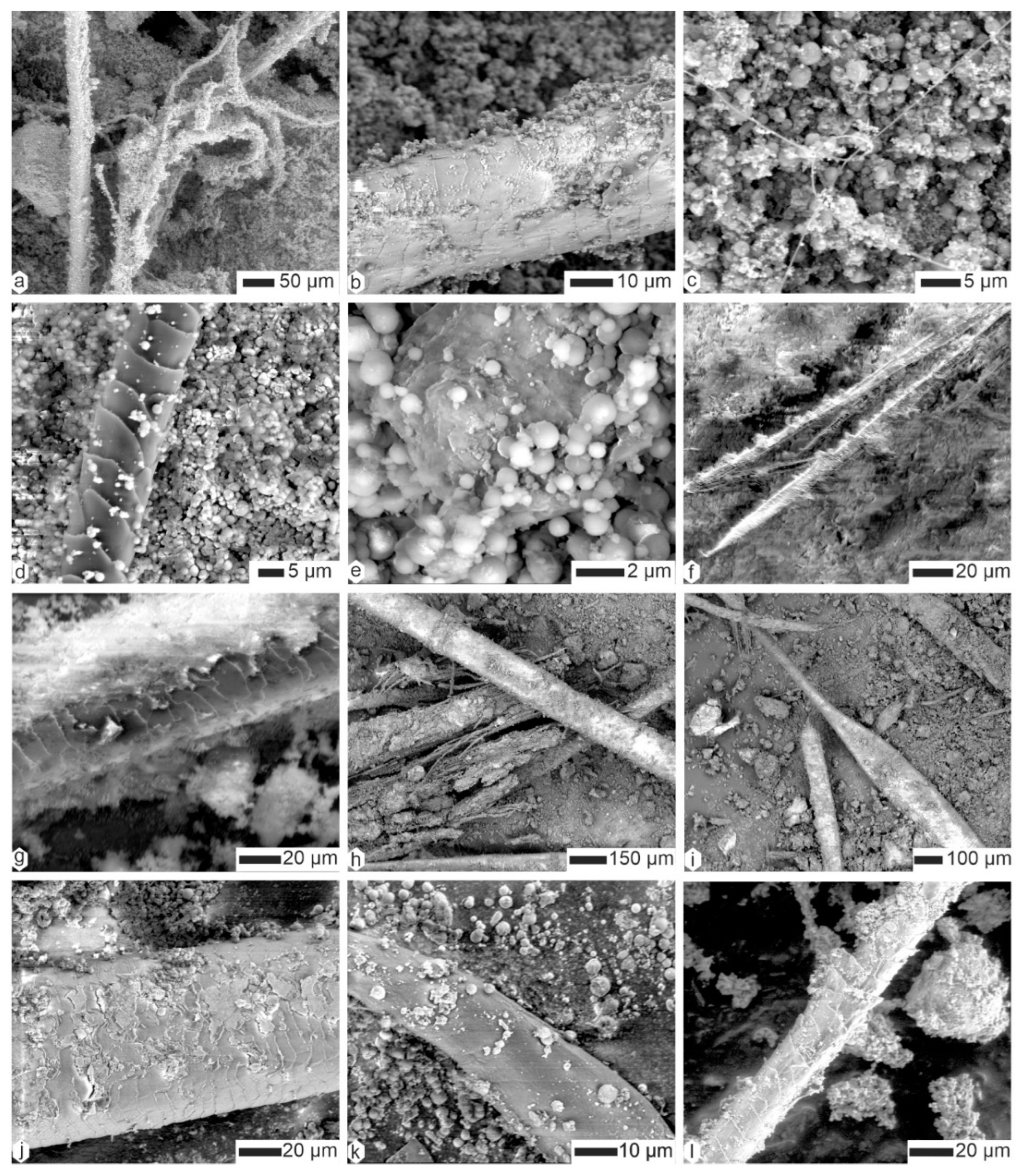 Animals 15 01145 g006