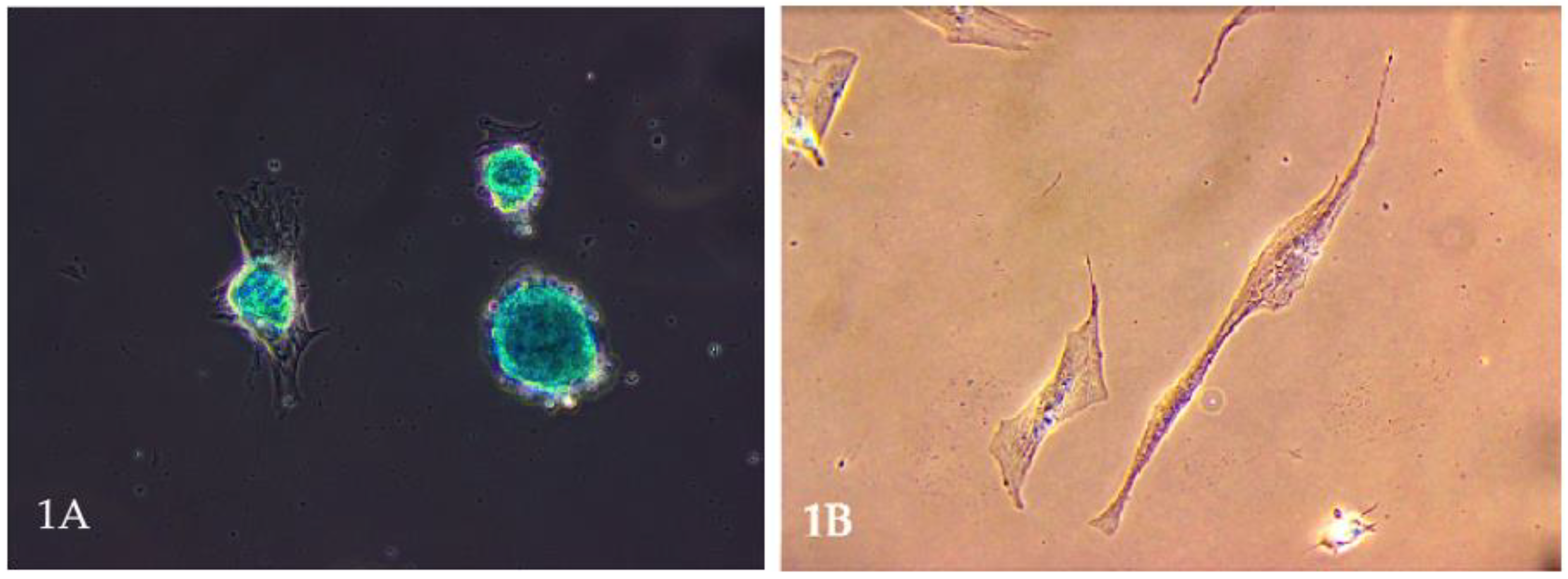 Animals 15 01175 g001