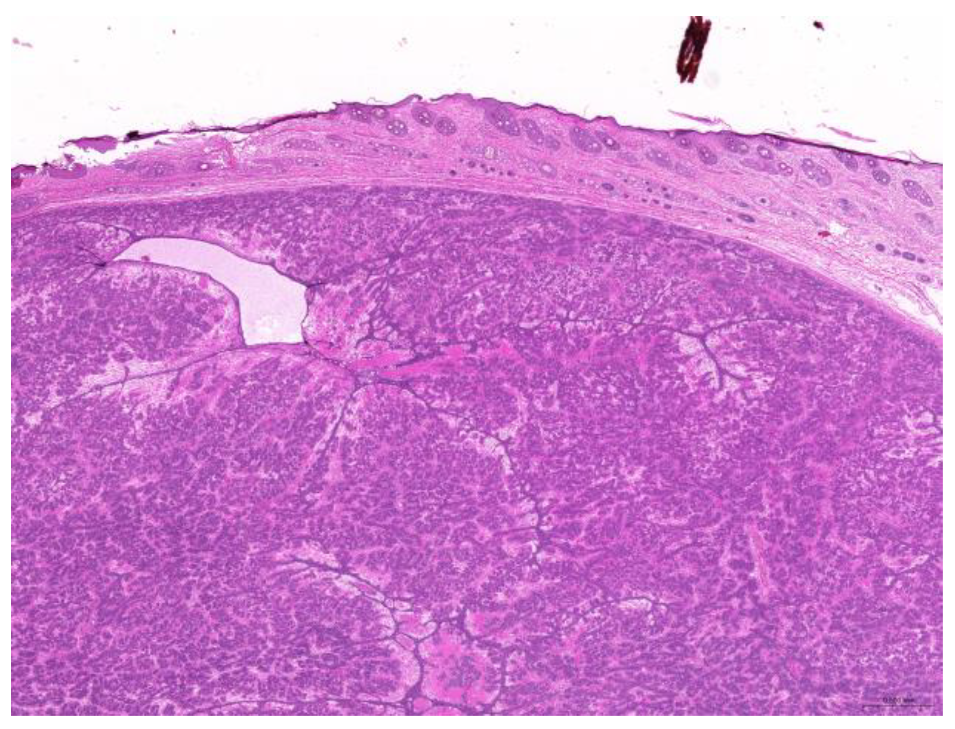 Animals 15 01234 g002