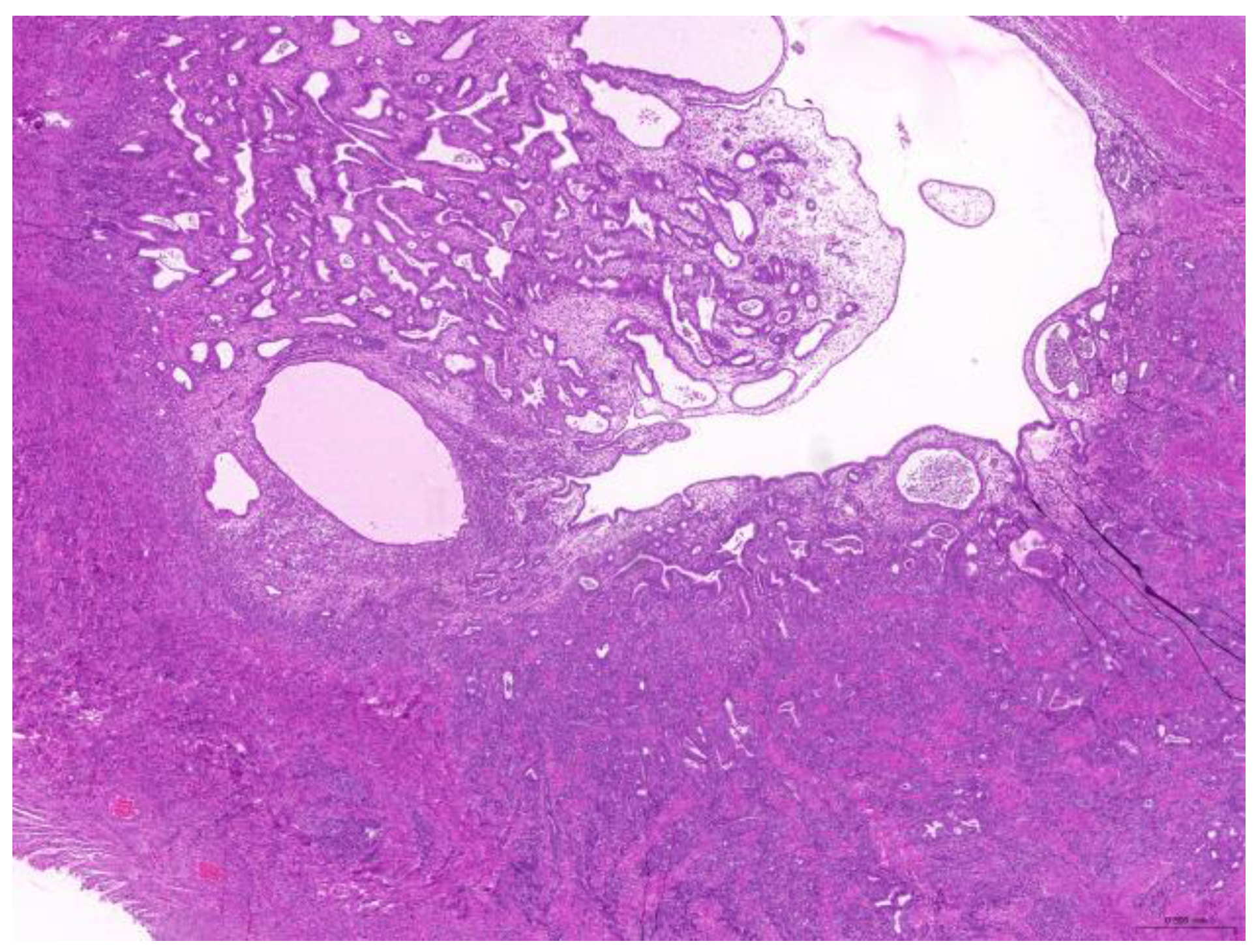 Animals 15 01234 g006