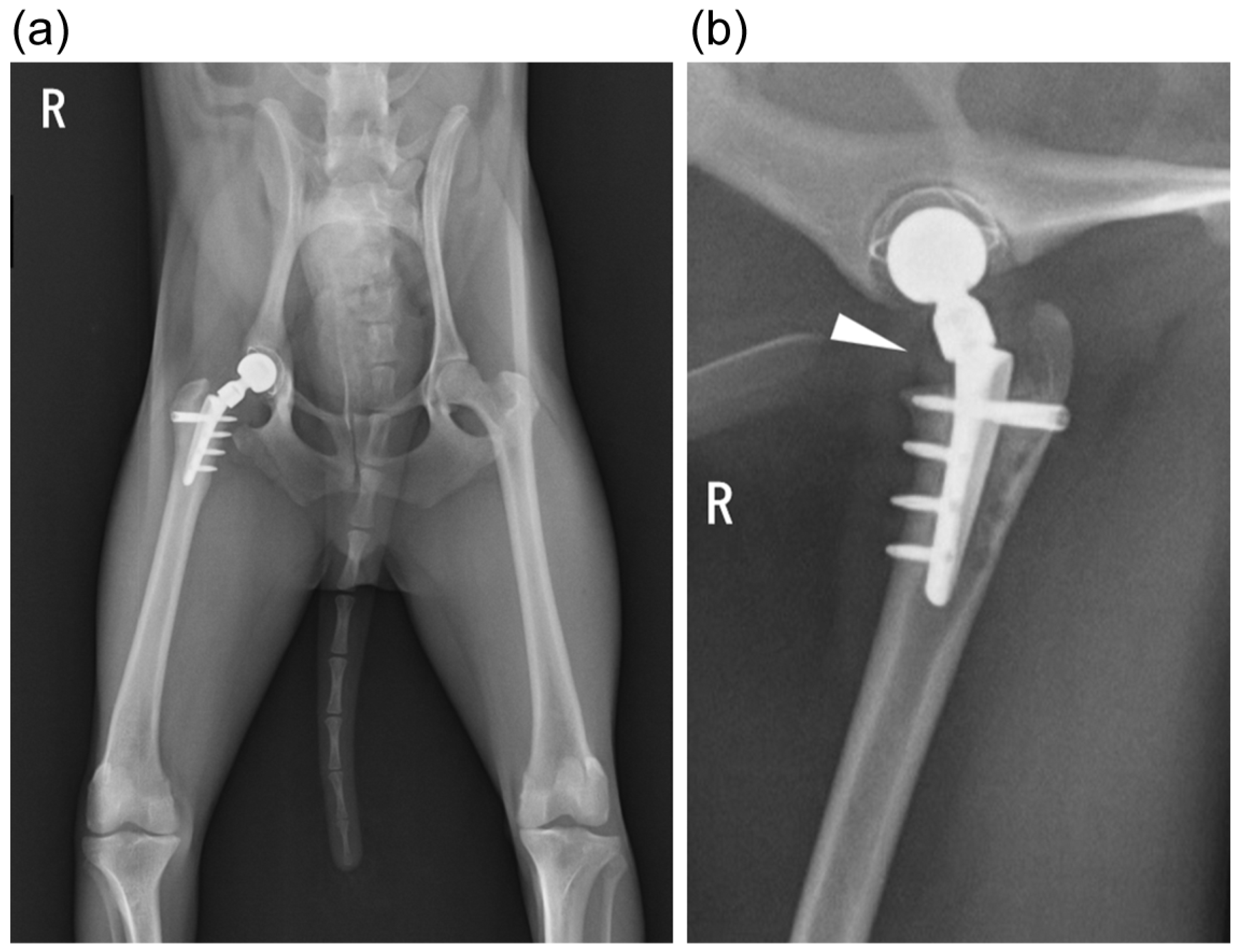 Animals 15 01237 g001