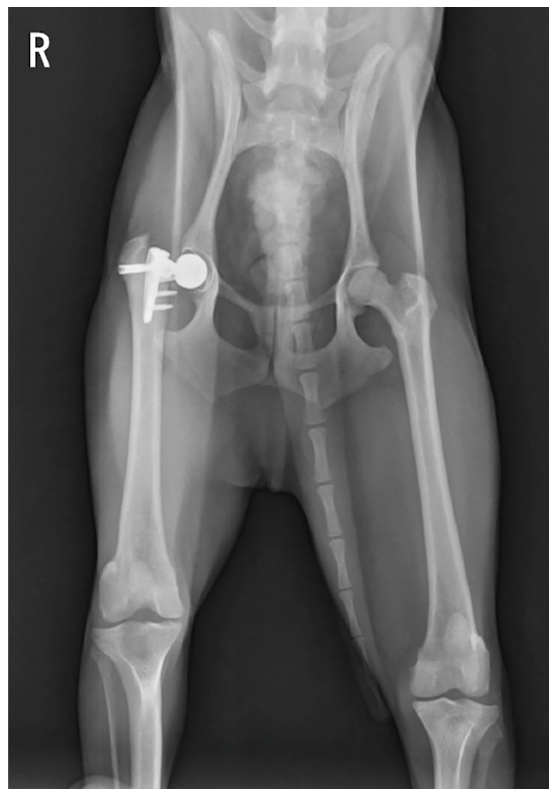 Animals 15 01237 g002