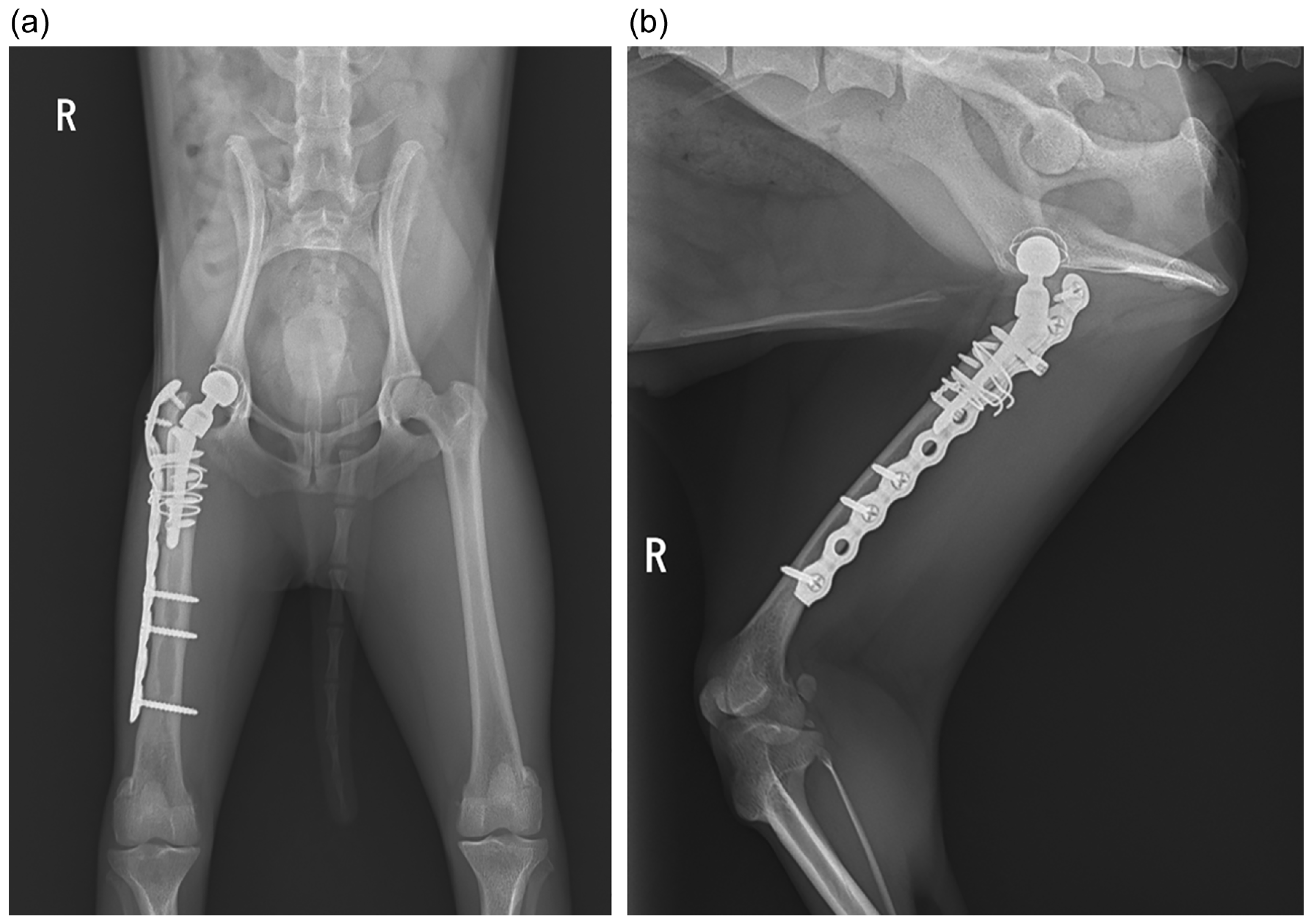 Animals 15 01237 g004