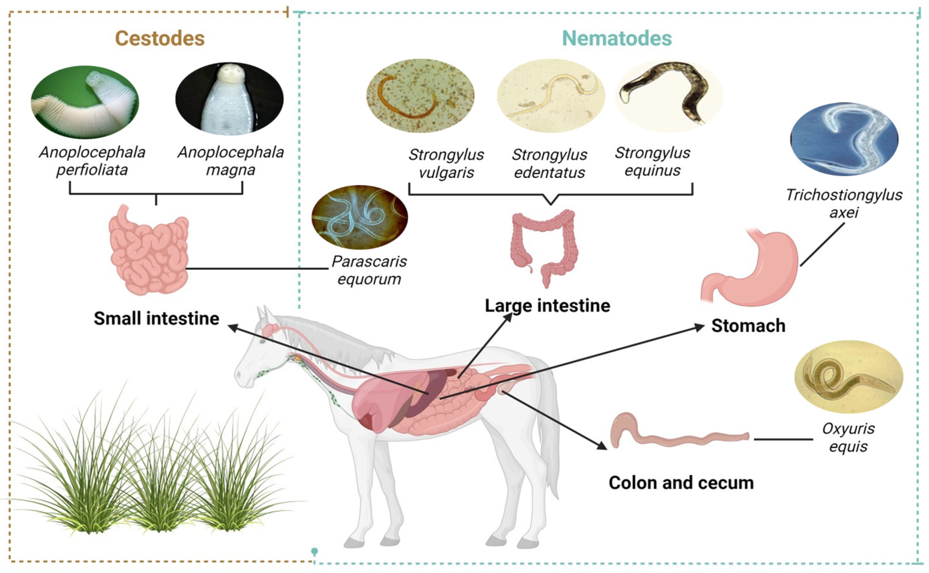 Animals 15 01245 g001