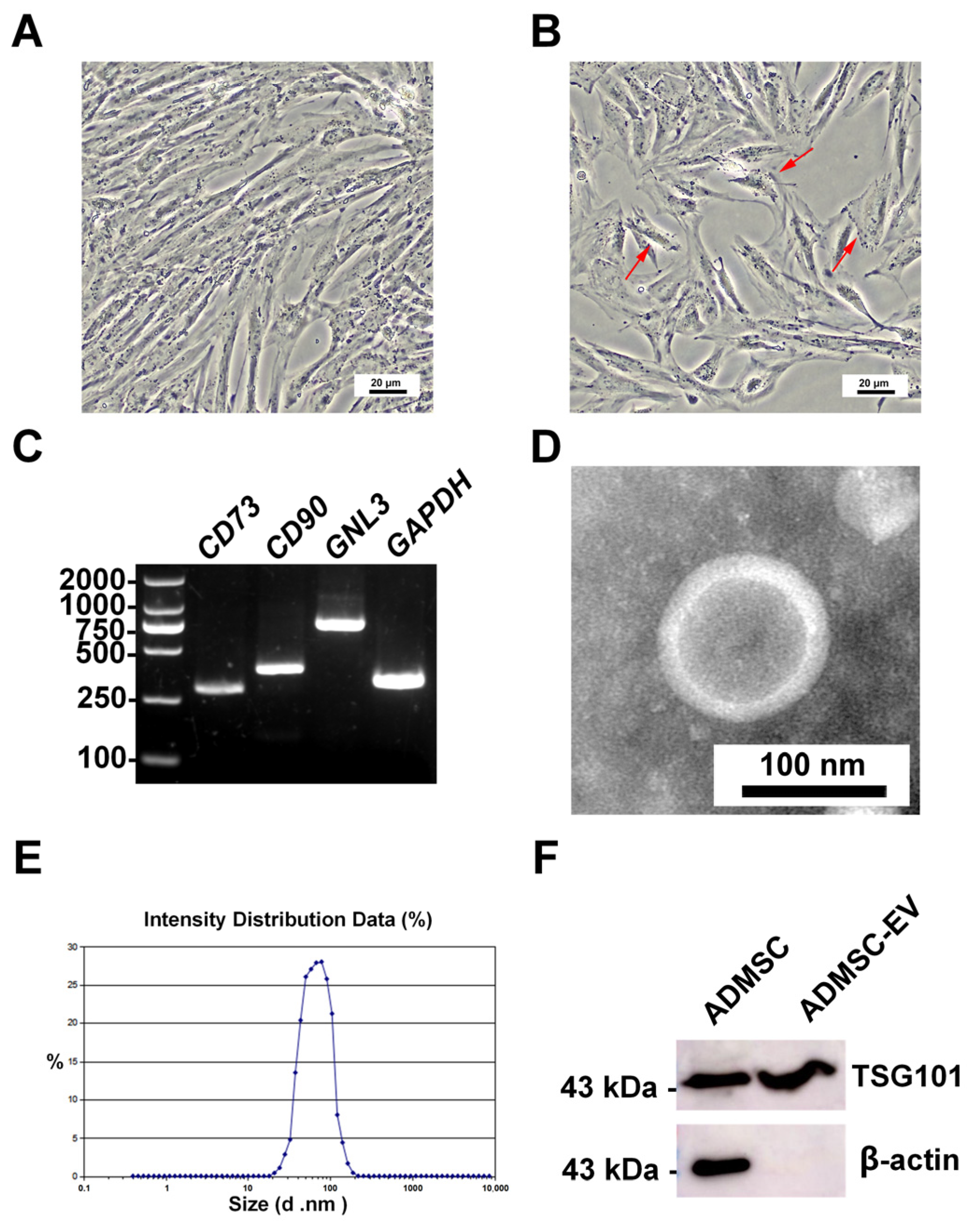 Animals 15 01270 g001