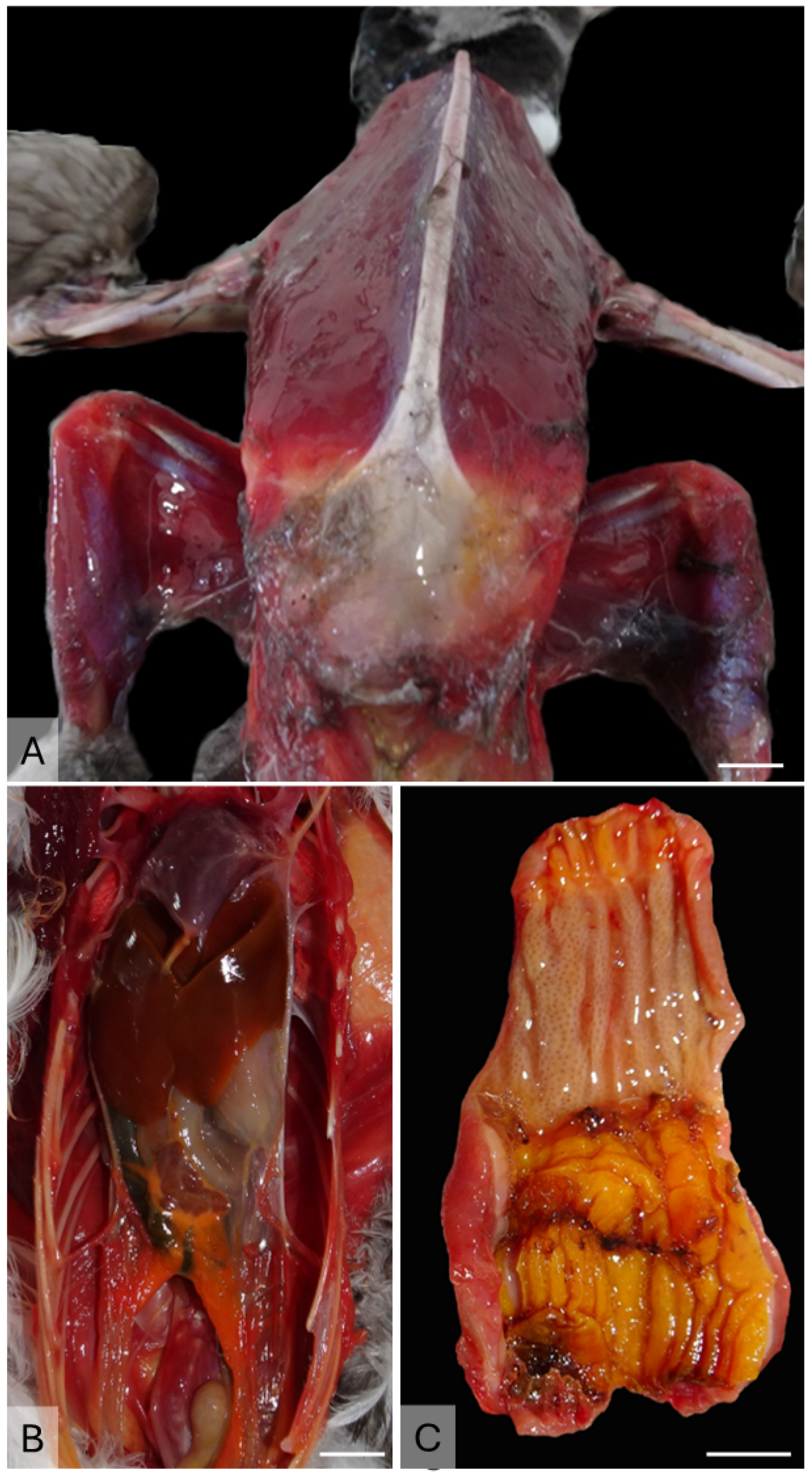 Animals 15 01281 g002