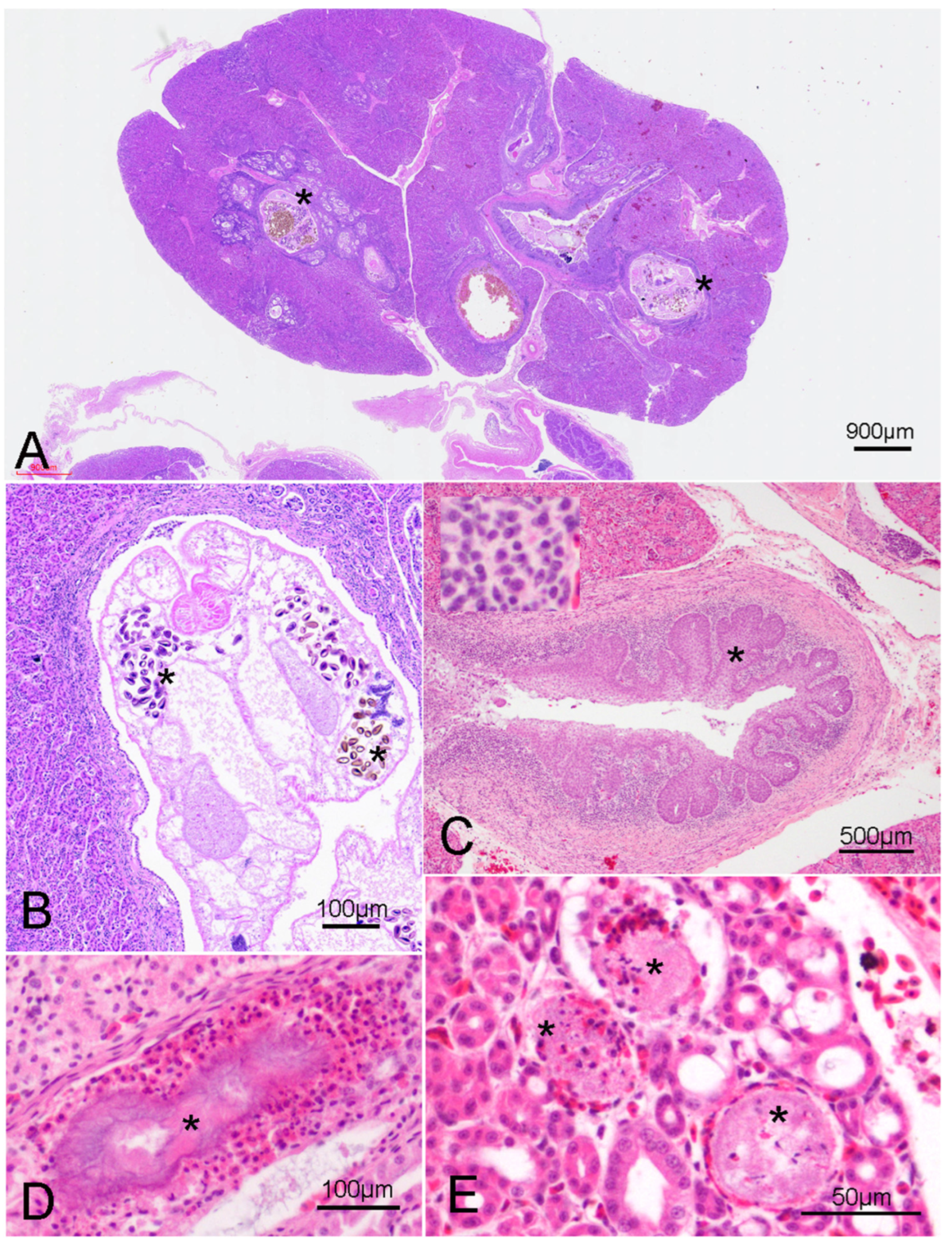 Animals 15 01281 g003