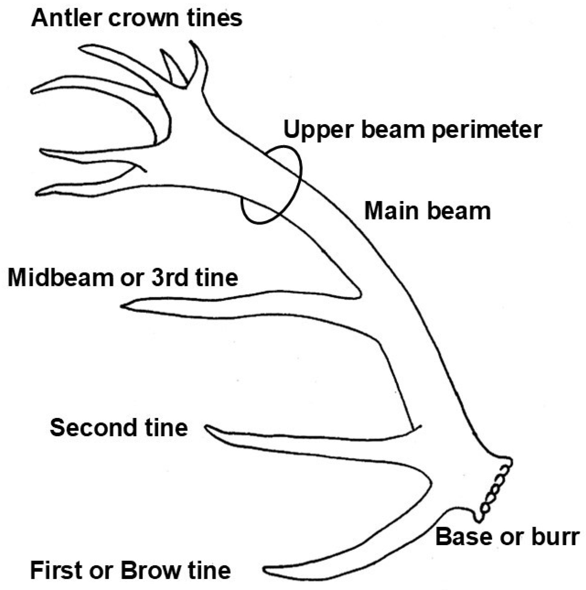Animals 15 01303 g001