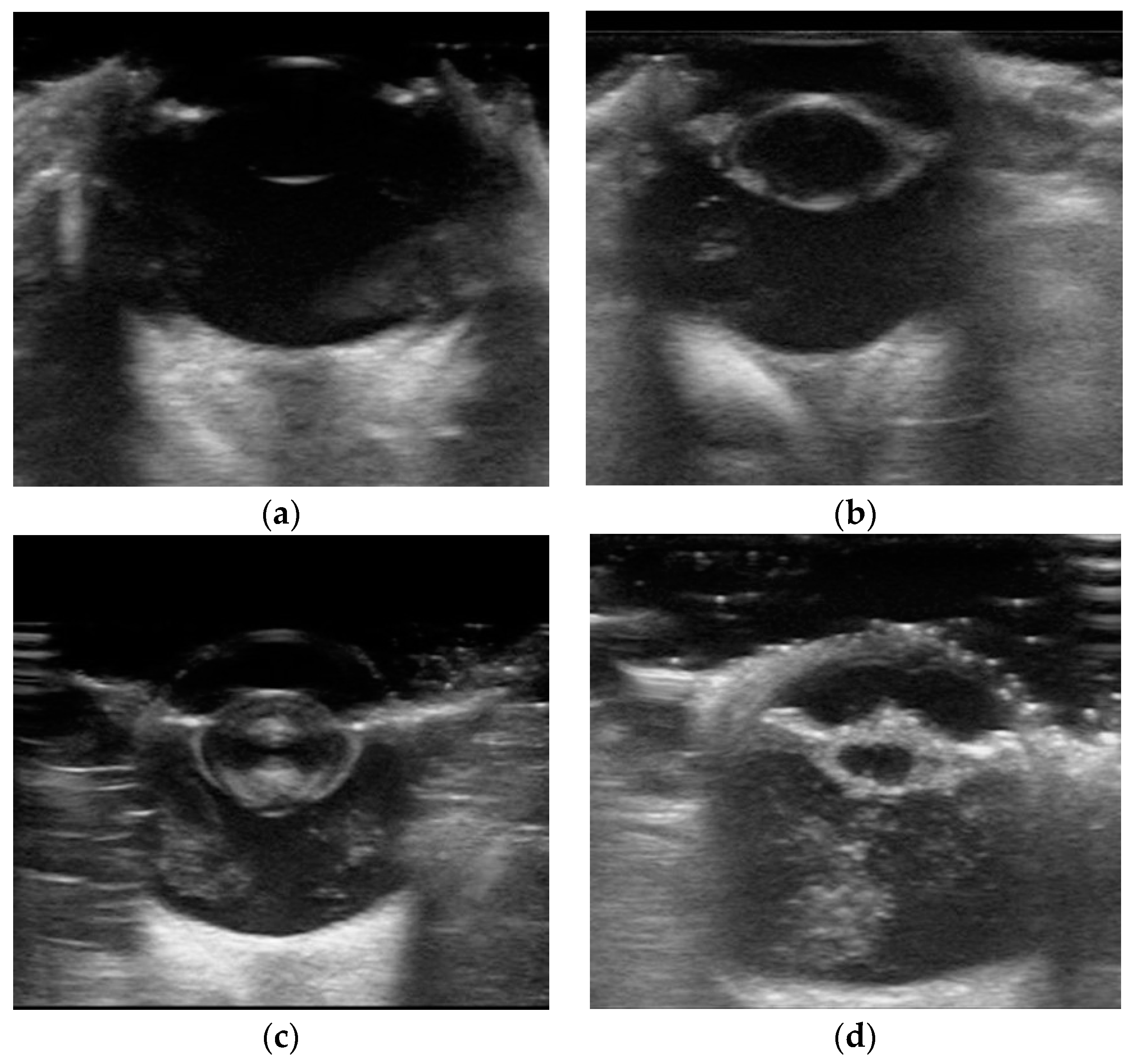 Animals 15 01327 g001