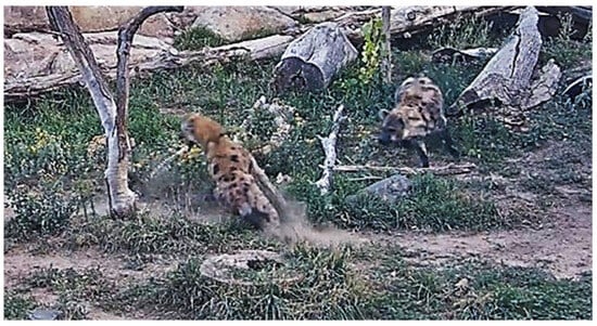 Animals 15 01366 g0a2