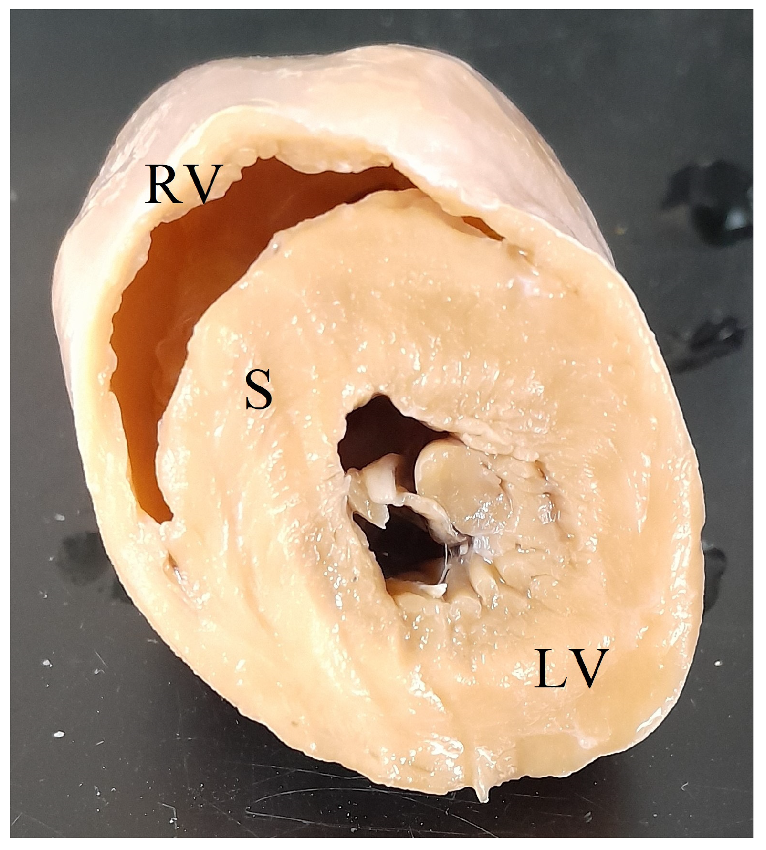 Animals 15 01397 g001