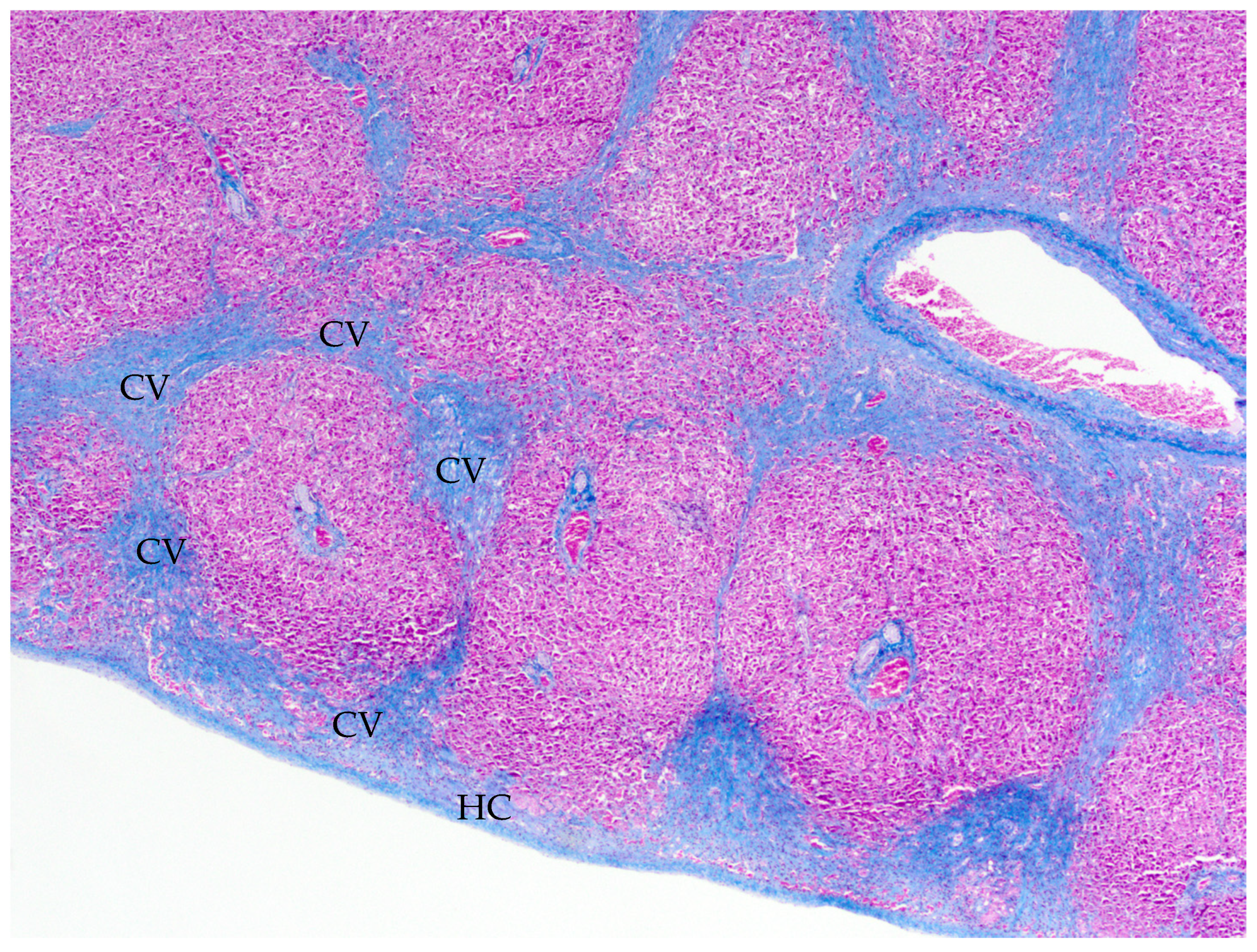 Animals 15 01397 g002