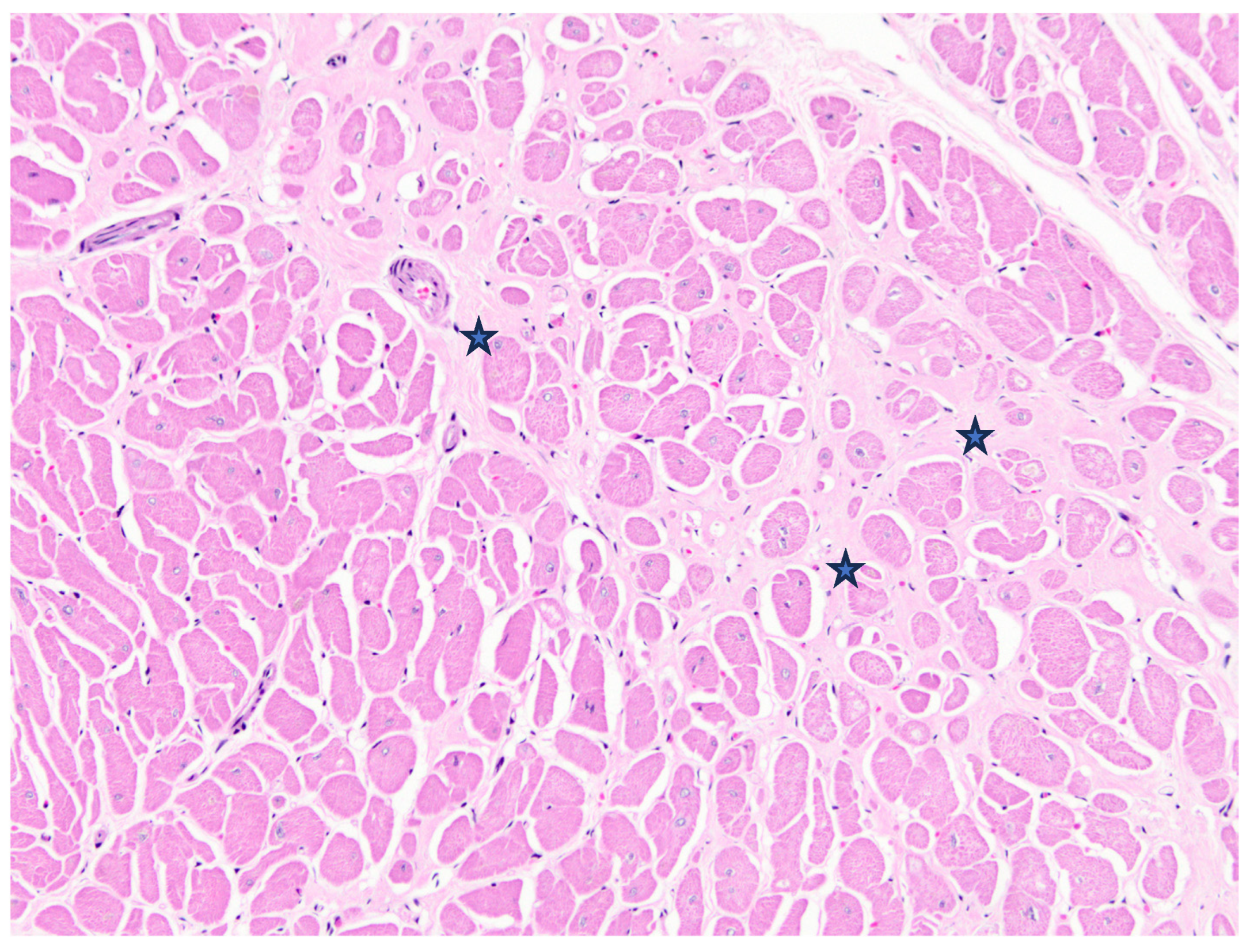 Animals 15 01397 g003