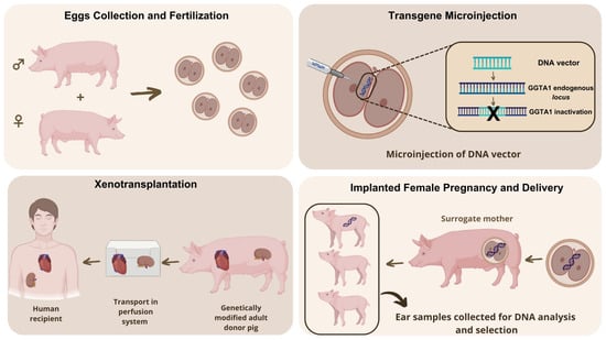 Animals 15 01570 g005