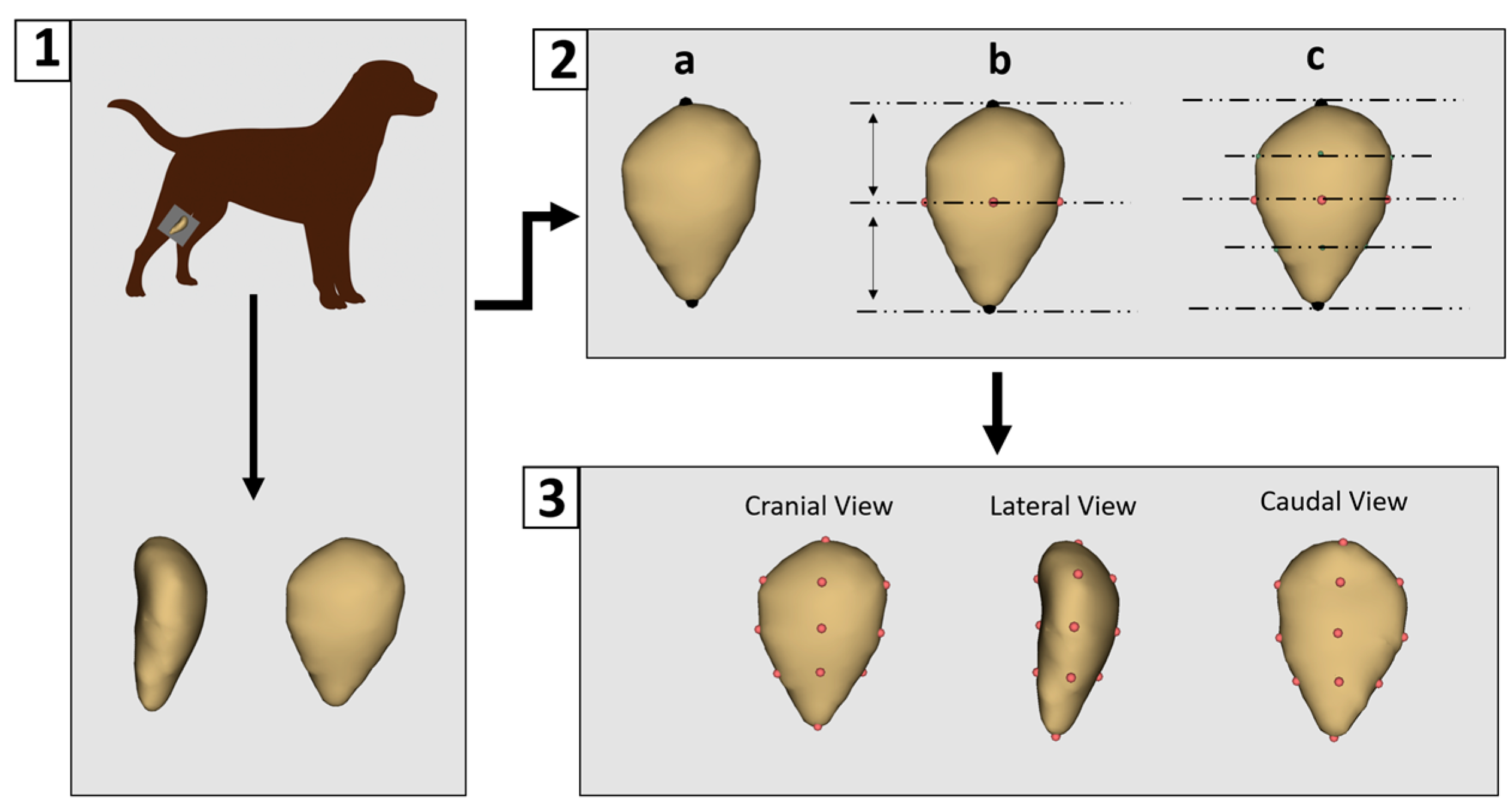 Animals 15 01608 g001