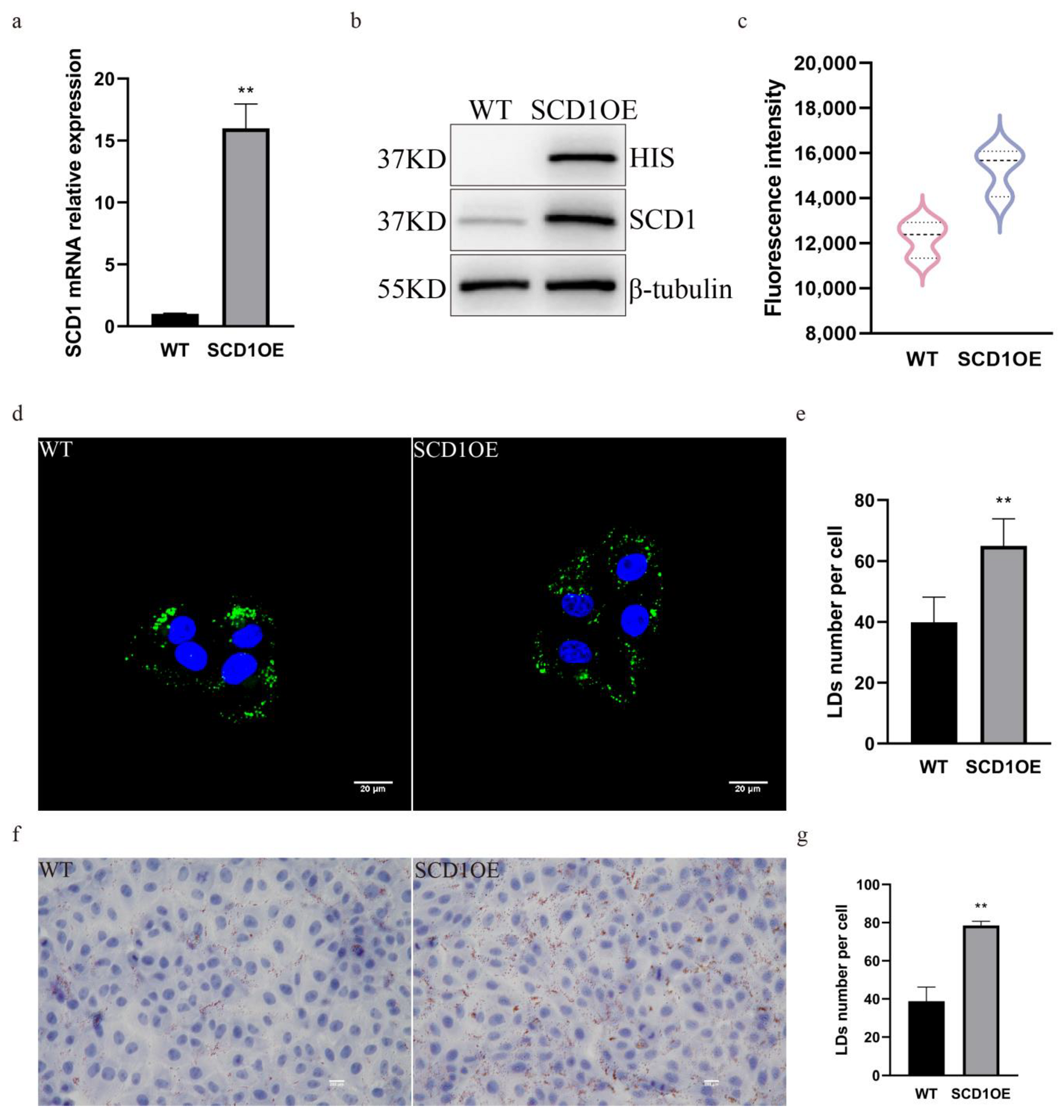 Animals 15 01663 g003