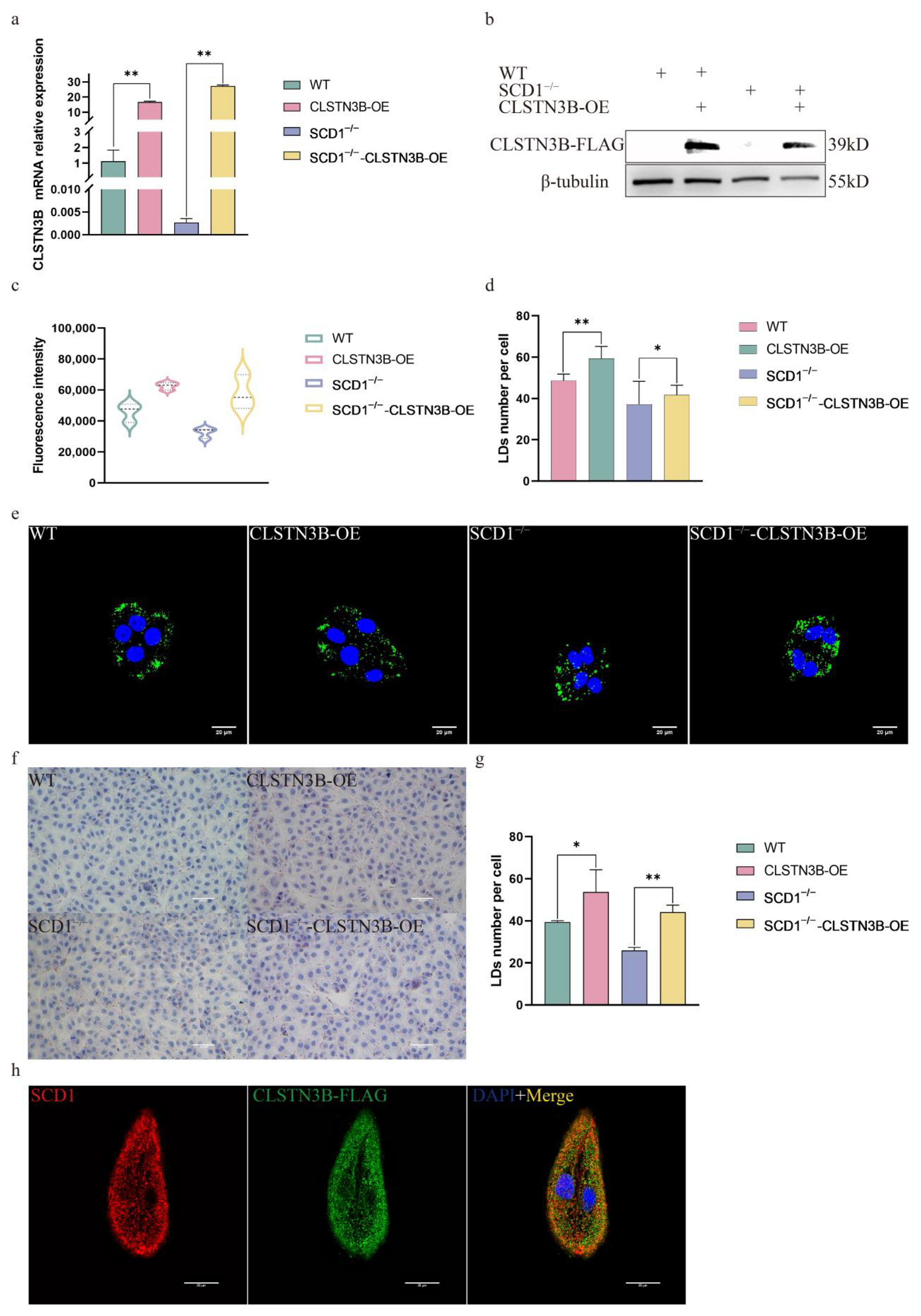 Animals 15 01663 g005