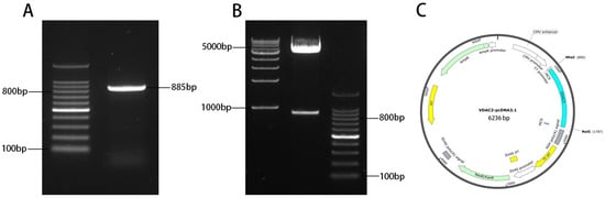 Animals 15 01671 g0a1