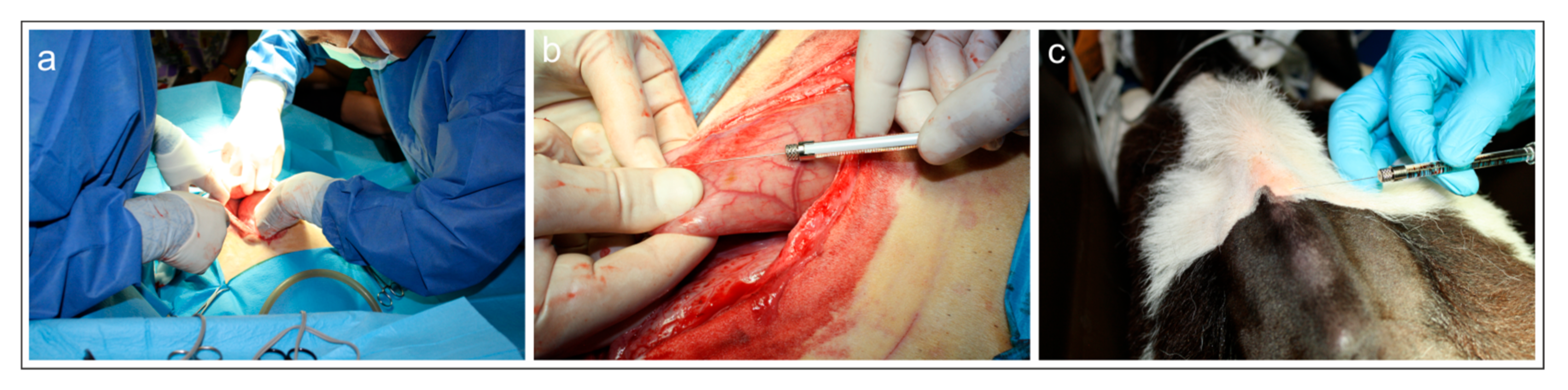 Animals 15 01689 g001