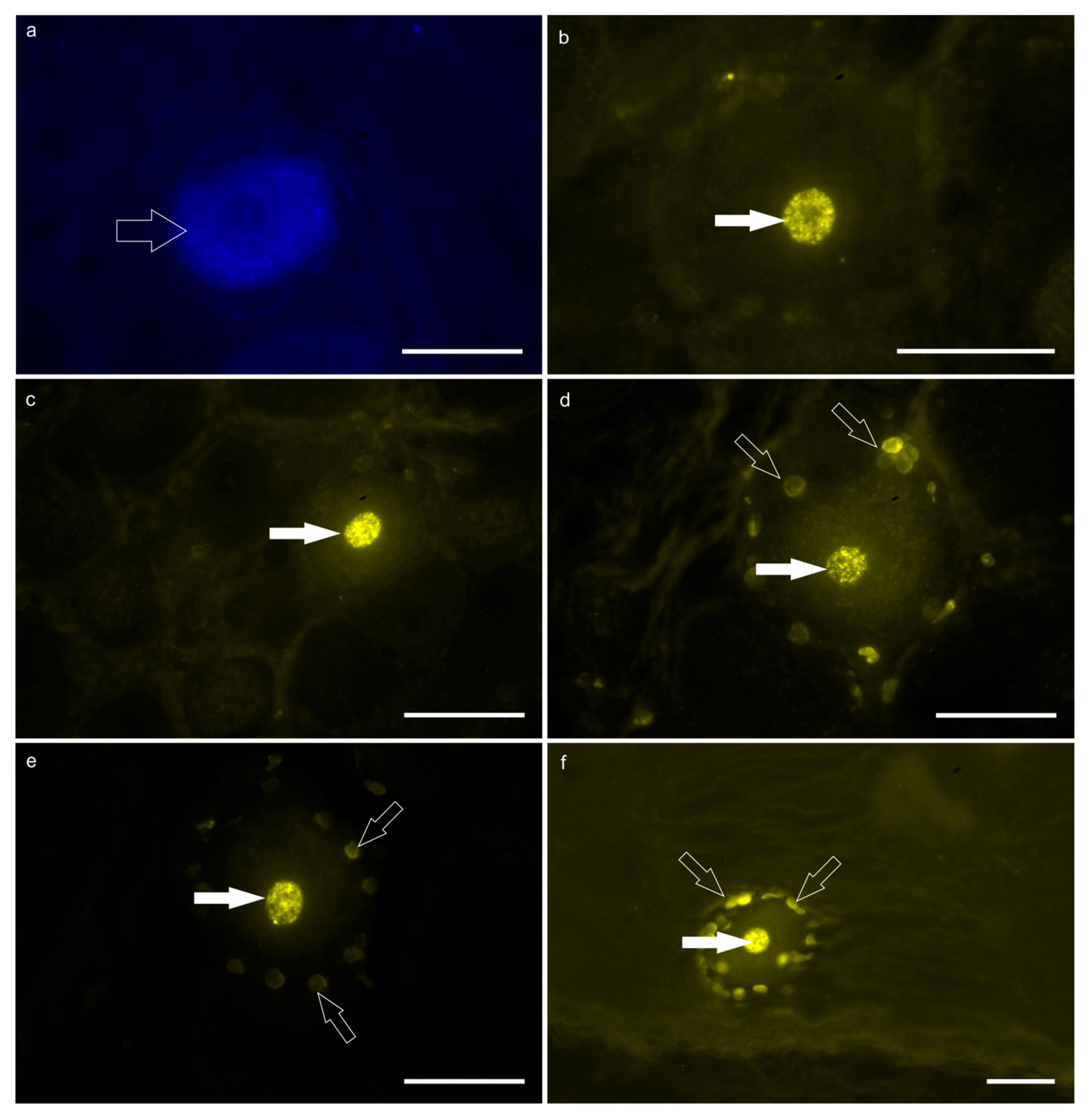 Animals 15 01689 g002