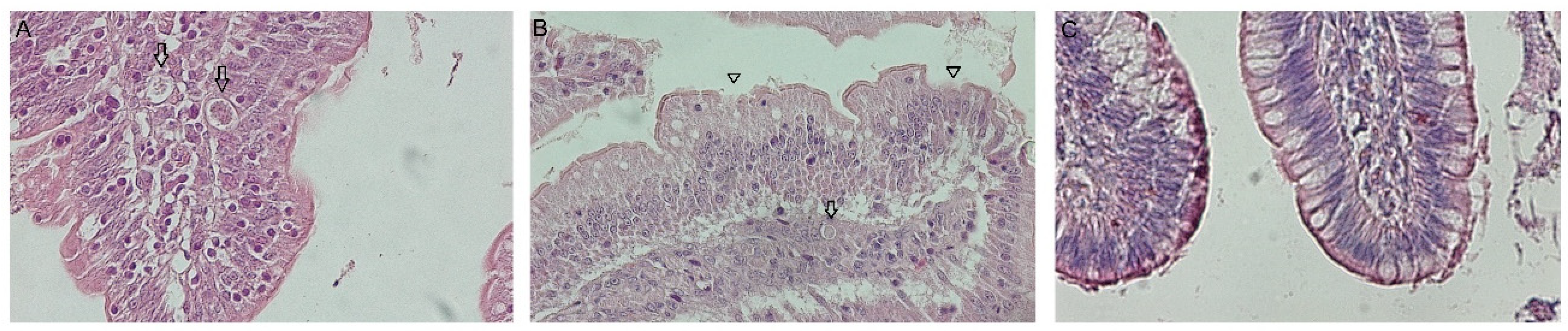 Animals 15 01752 g002