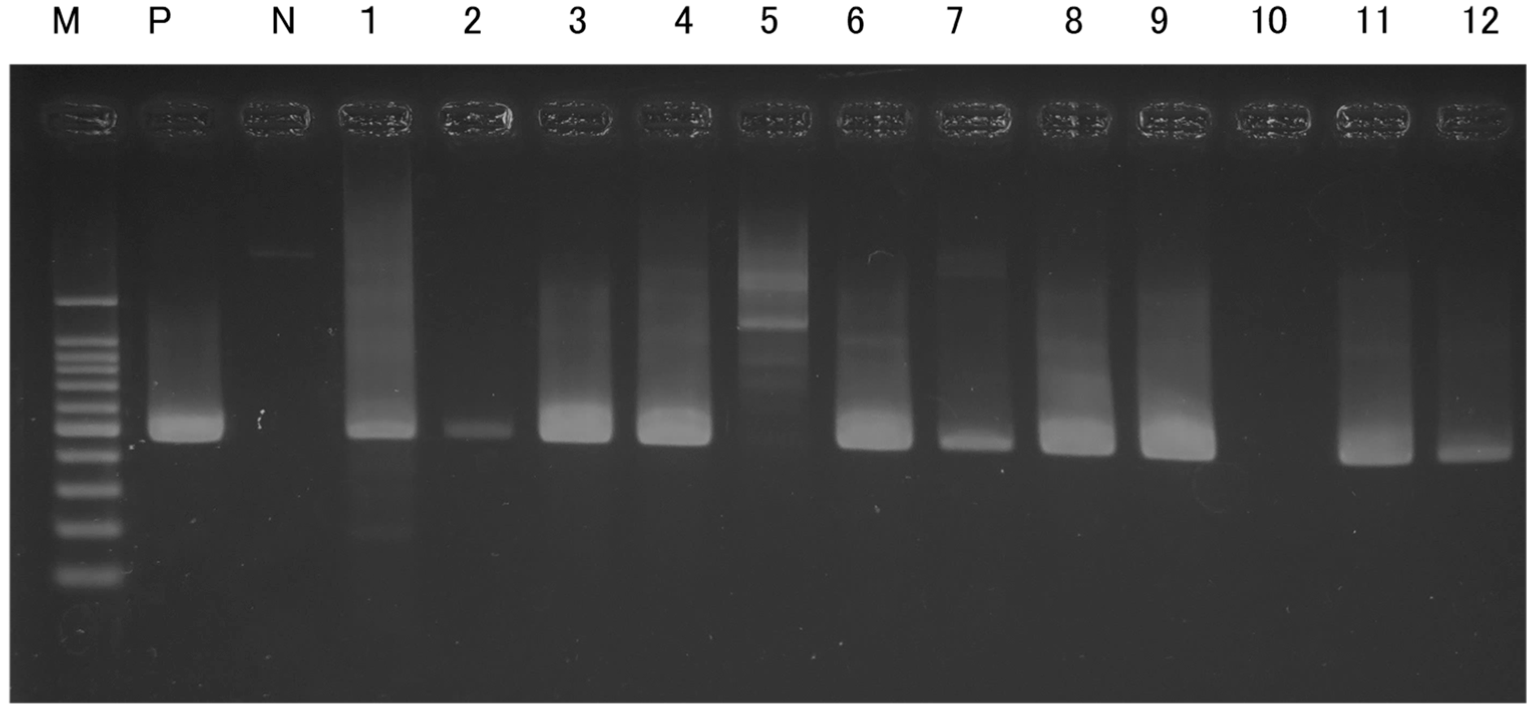 Animals 15 01795 g006