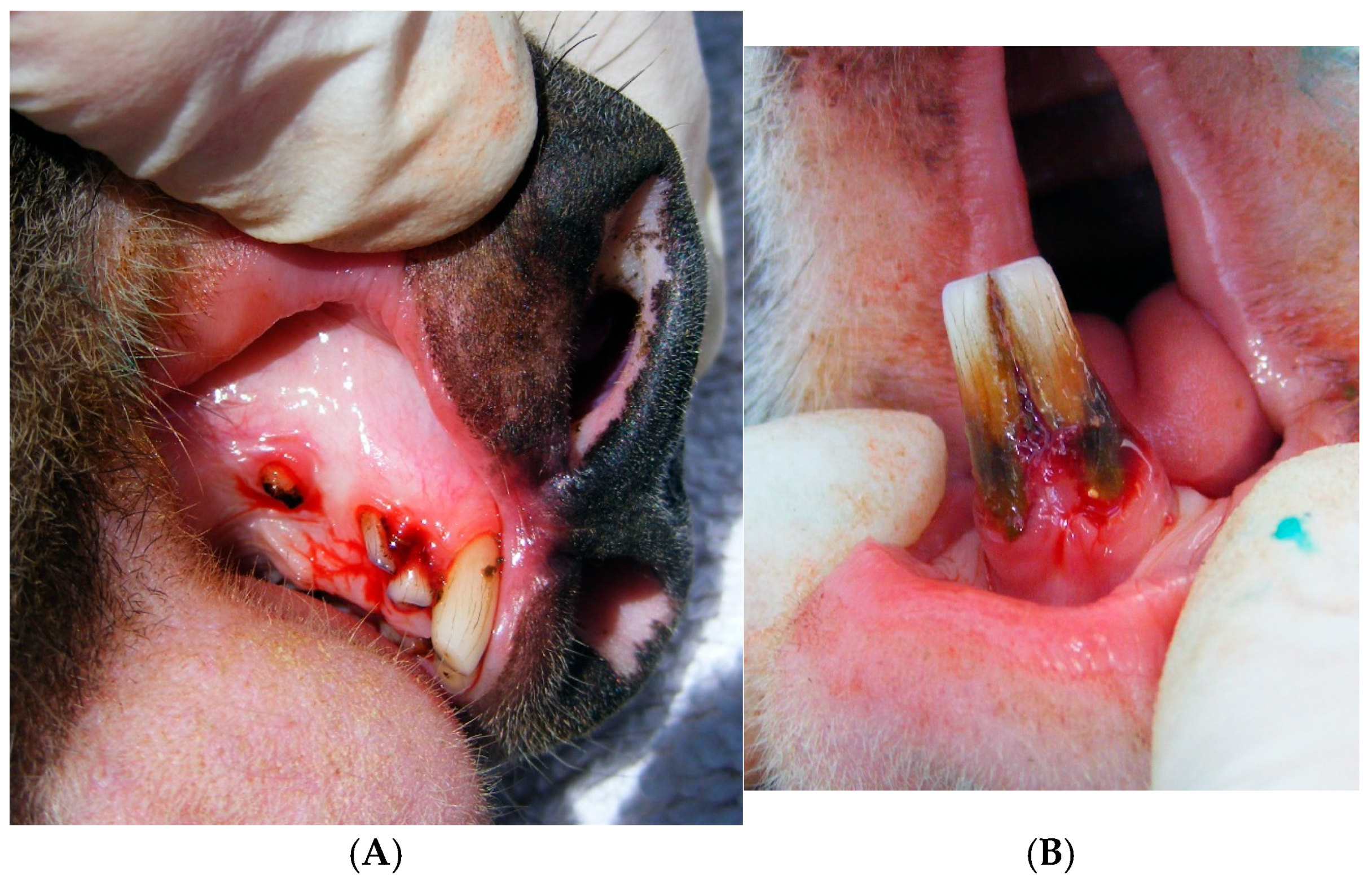 Animals 15 01834 g001