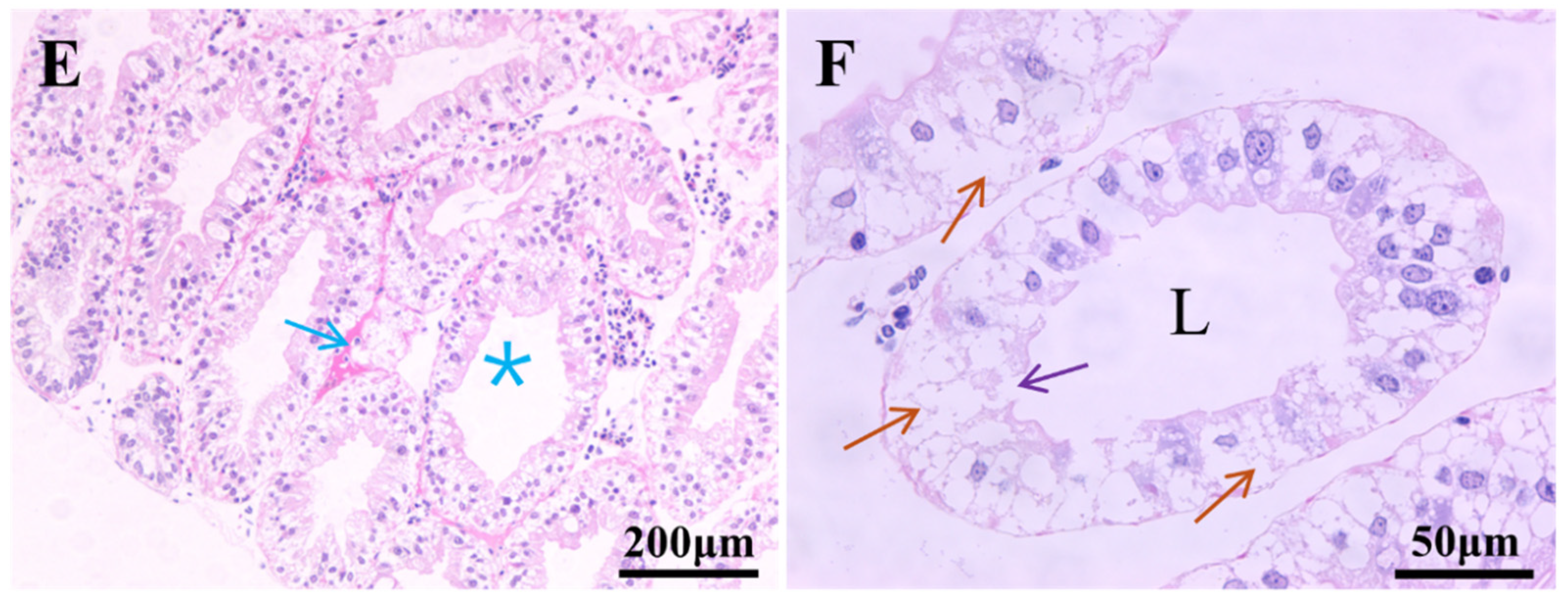 Animals 15 01837 g002b