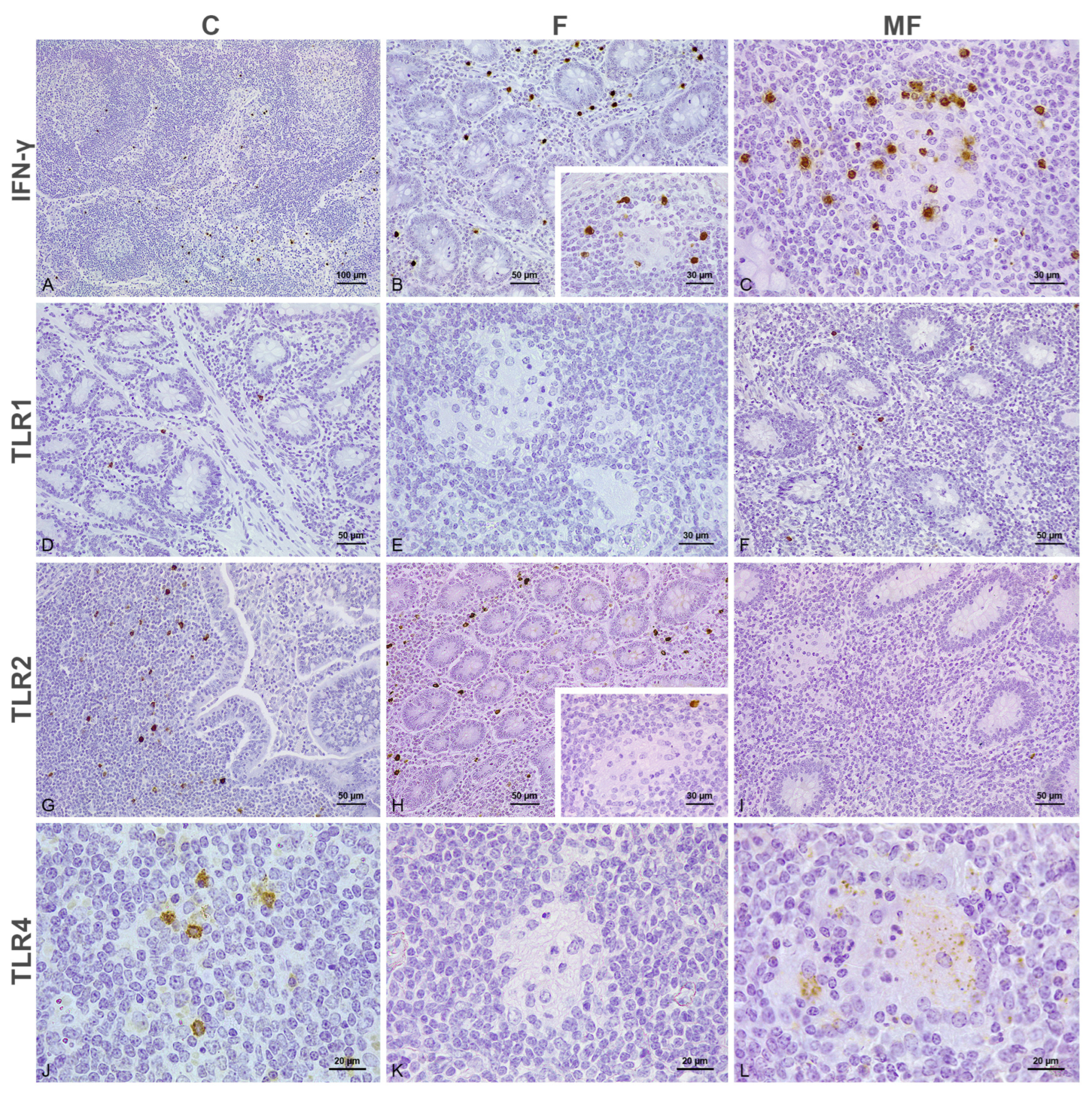 Animals 15 01841 g001