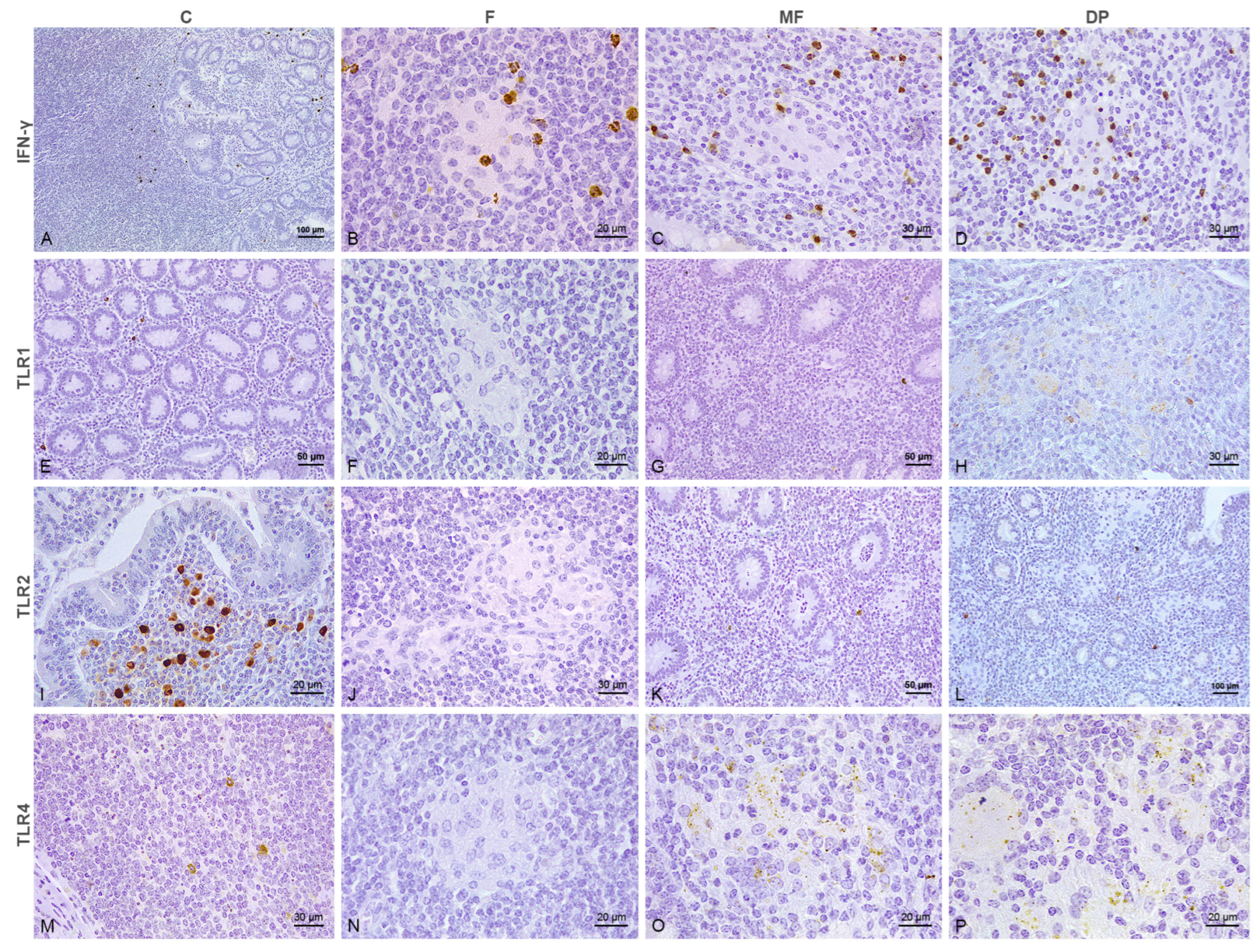 Animals 15 01841 g002