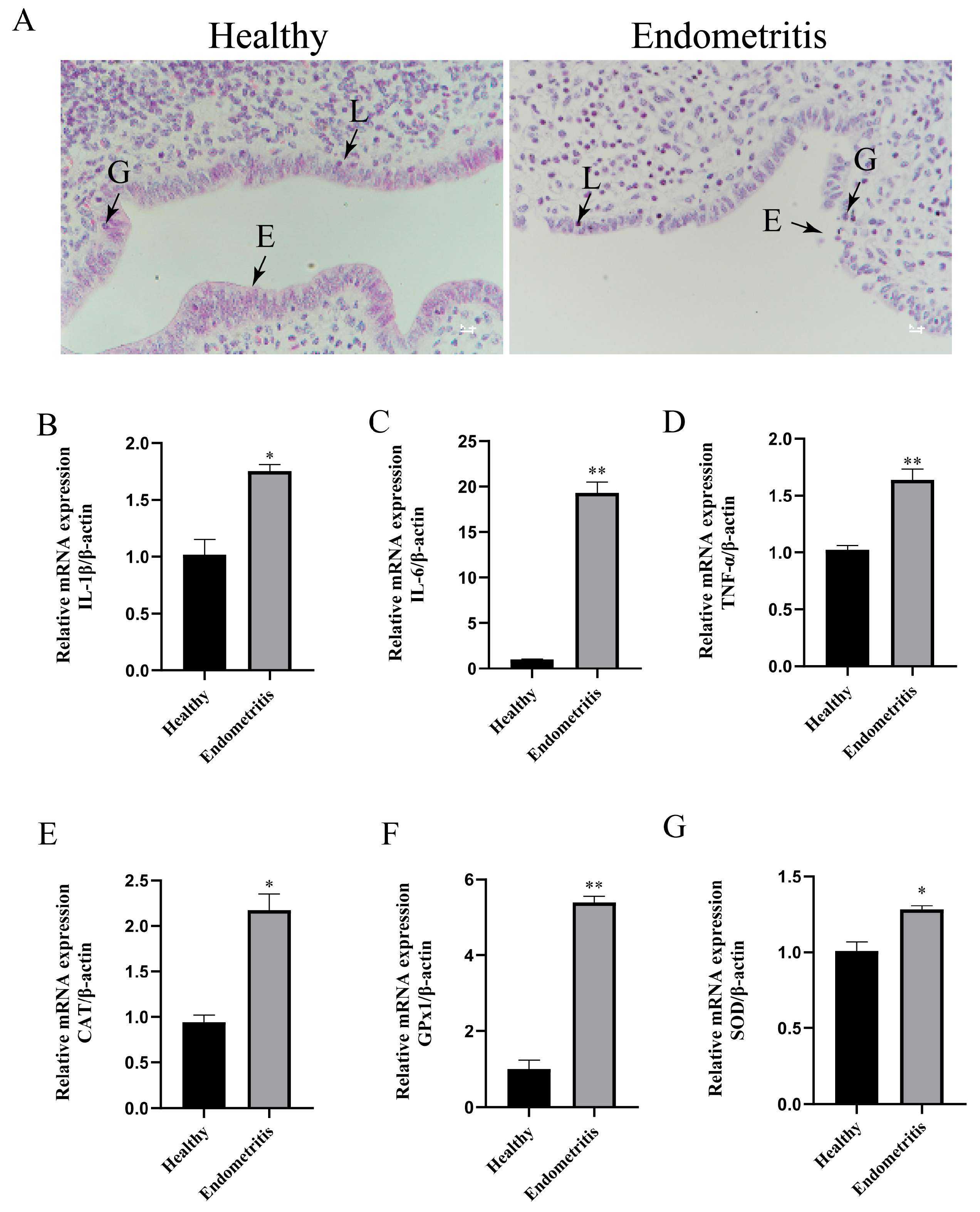 Animals 15 01847 g001