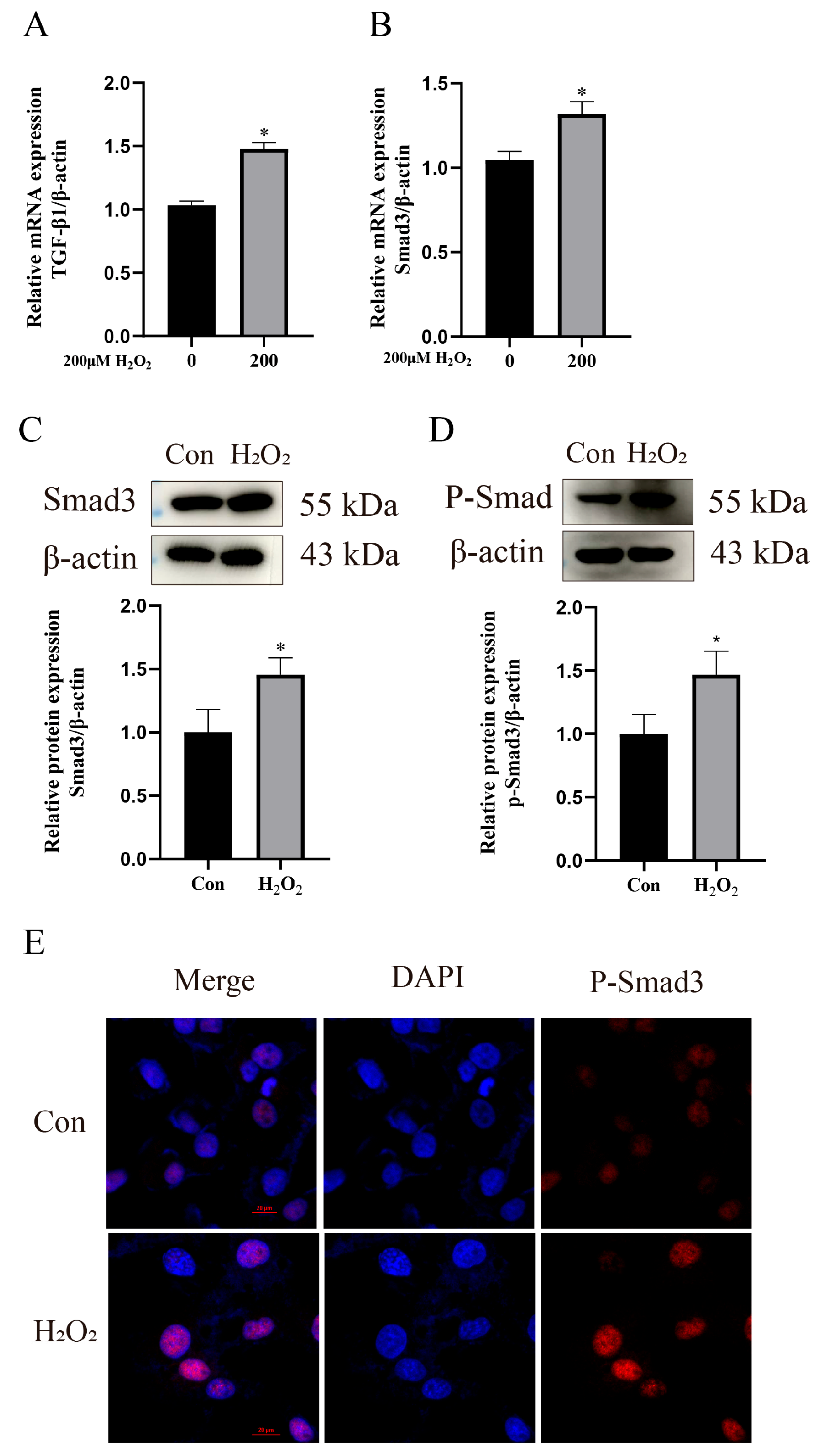 Animals 15 01847 g004
