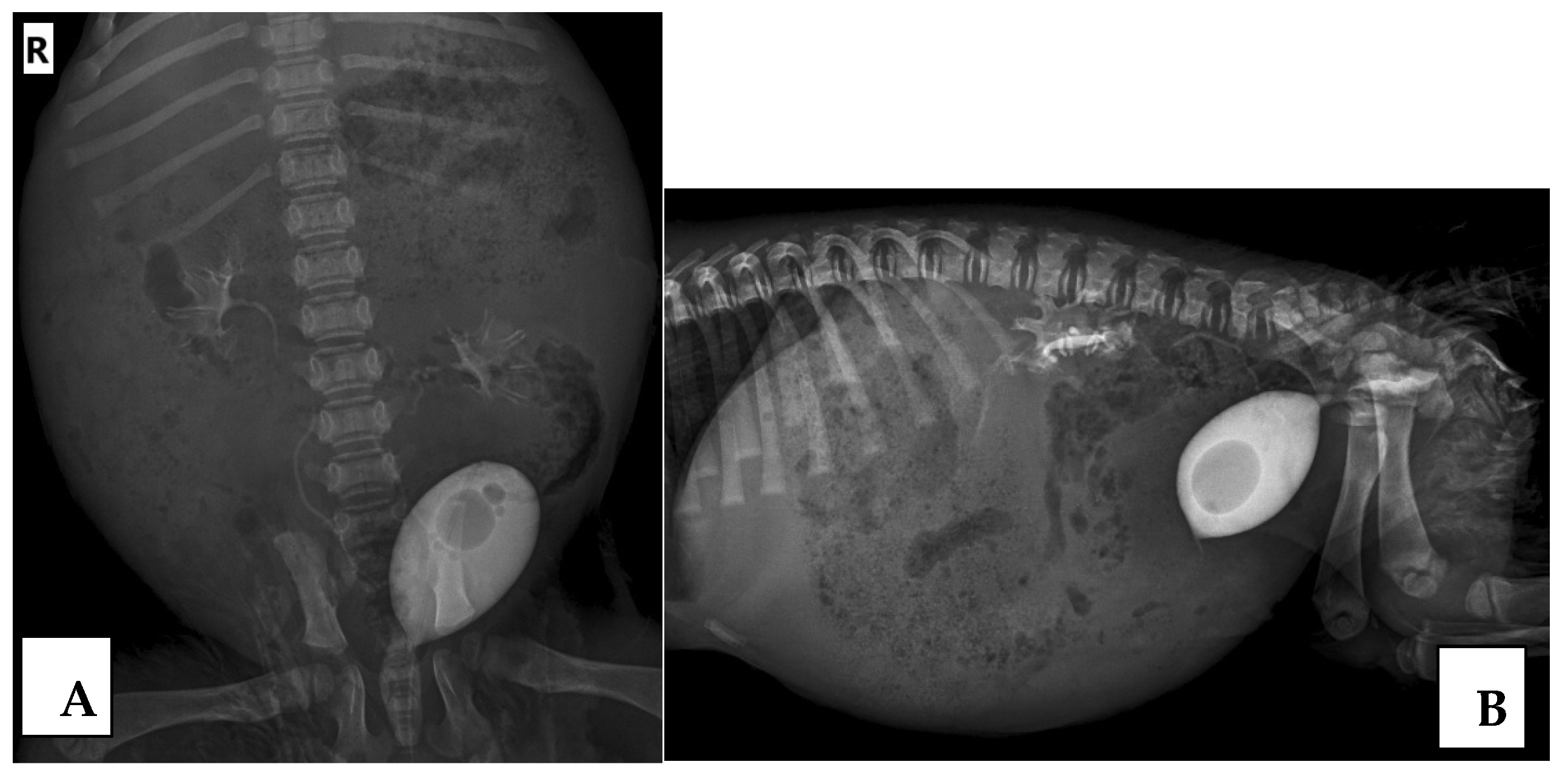 Animals 15 01918 g001 Animals 15 01918 g001