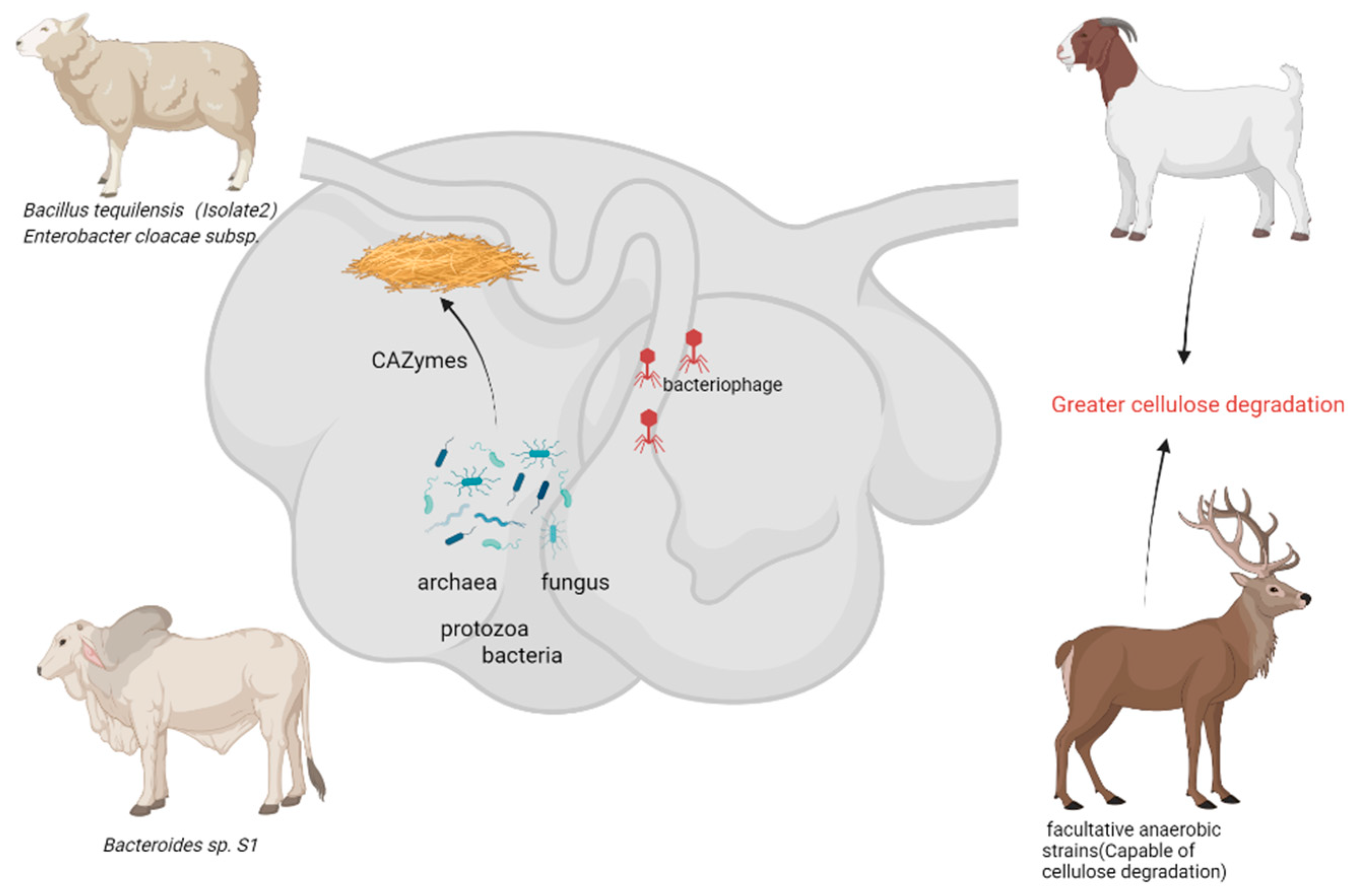 Animals 15 01920 g002